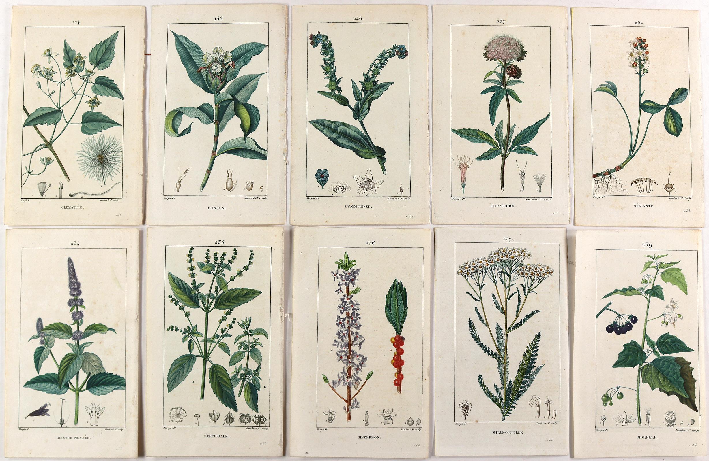 Medizinische Pflanzen. | Bild Nr.2