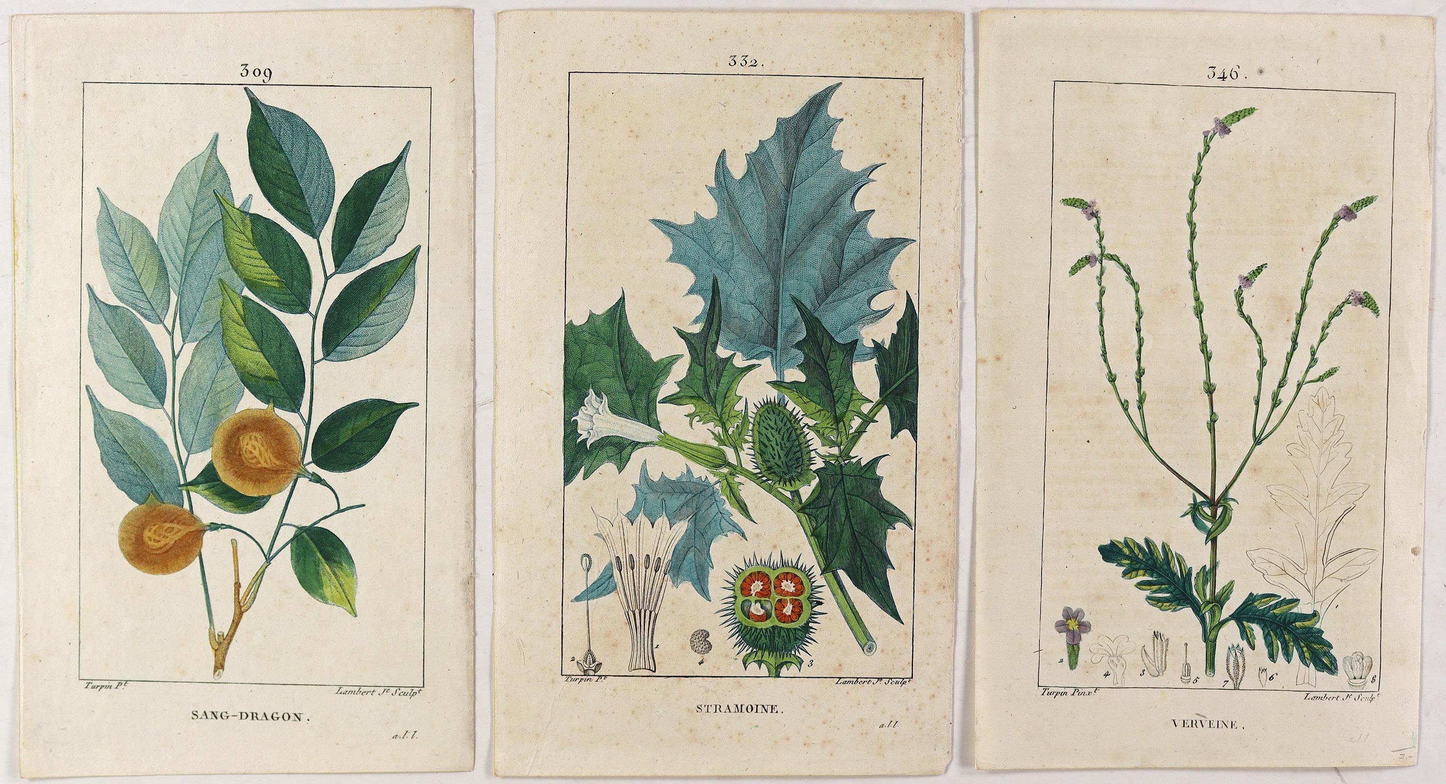 Medizinische Pflanzen. | Bild Nr.4