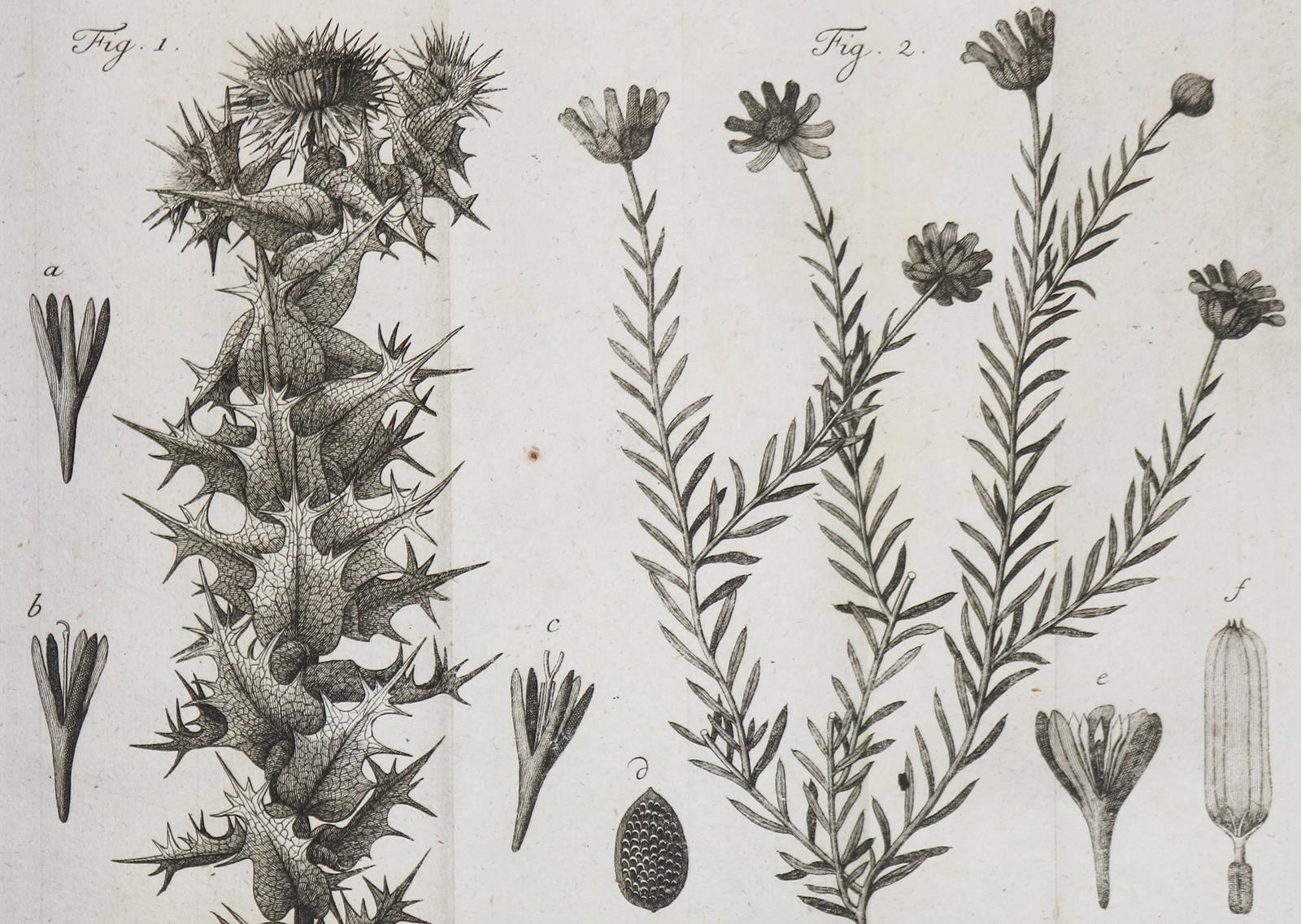 Linné,C.v. | Bild Nr.1