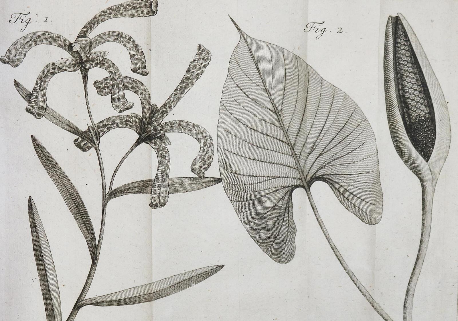 Linné,C.v. | Bild Nr.2