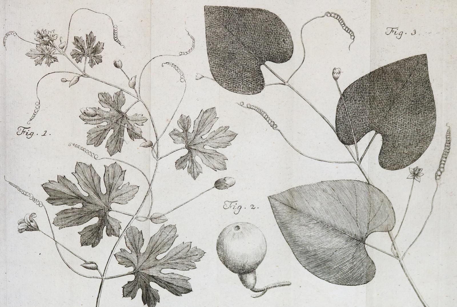 Linné,C.v. | Bild Nr.4