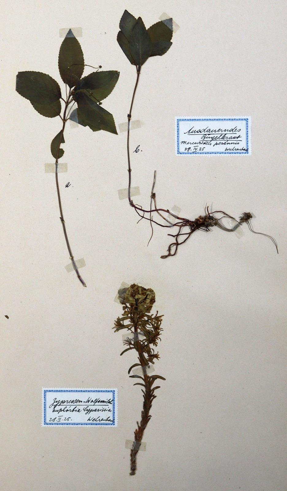 Herbarium. | Bild Nr.1