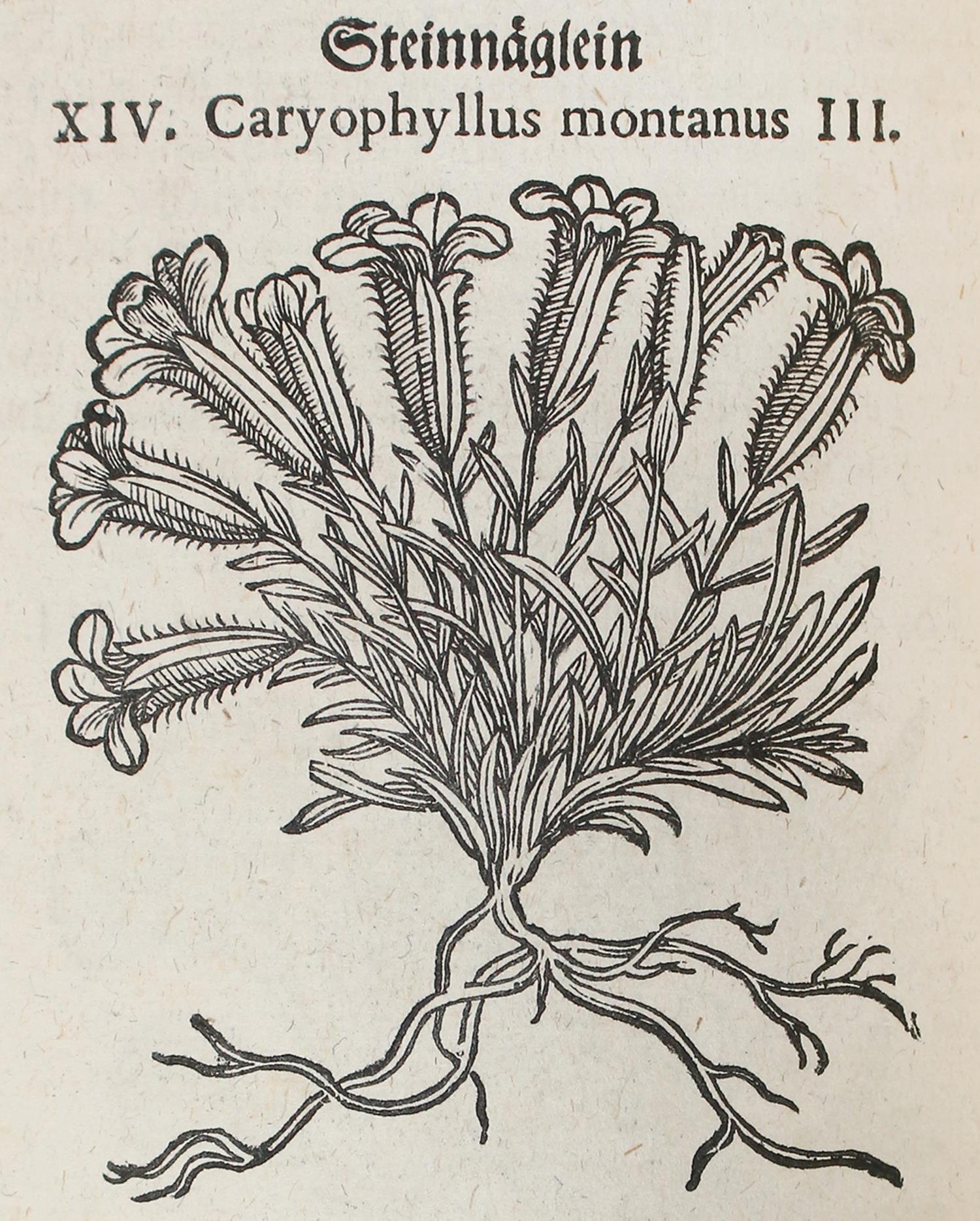 Tabernaemontanus,J.T. | Bild Nr.3