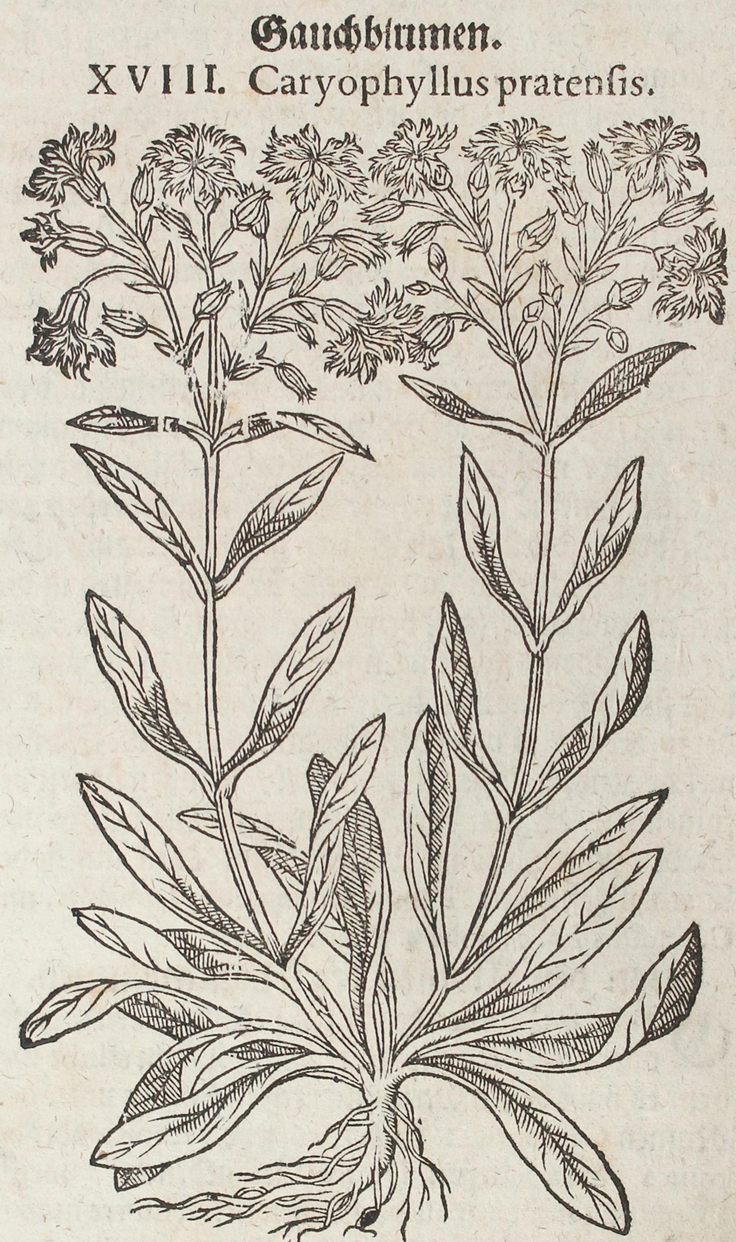 Tabernaemontanus,J.T. | Bild Nr.4