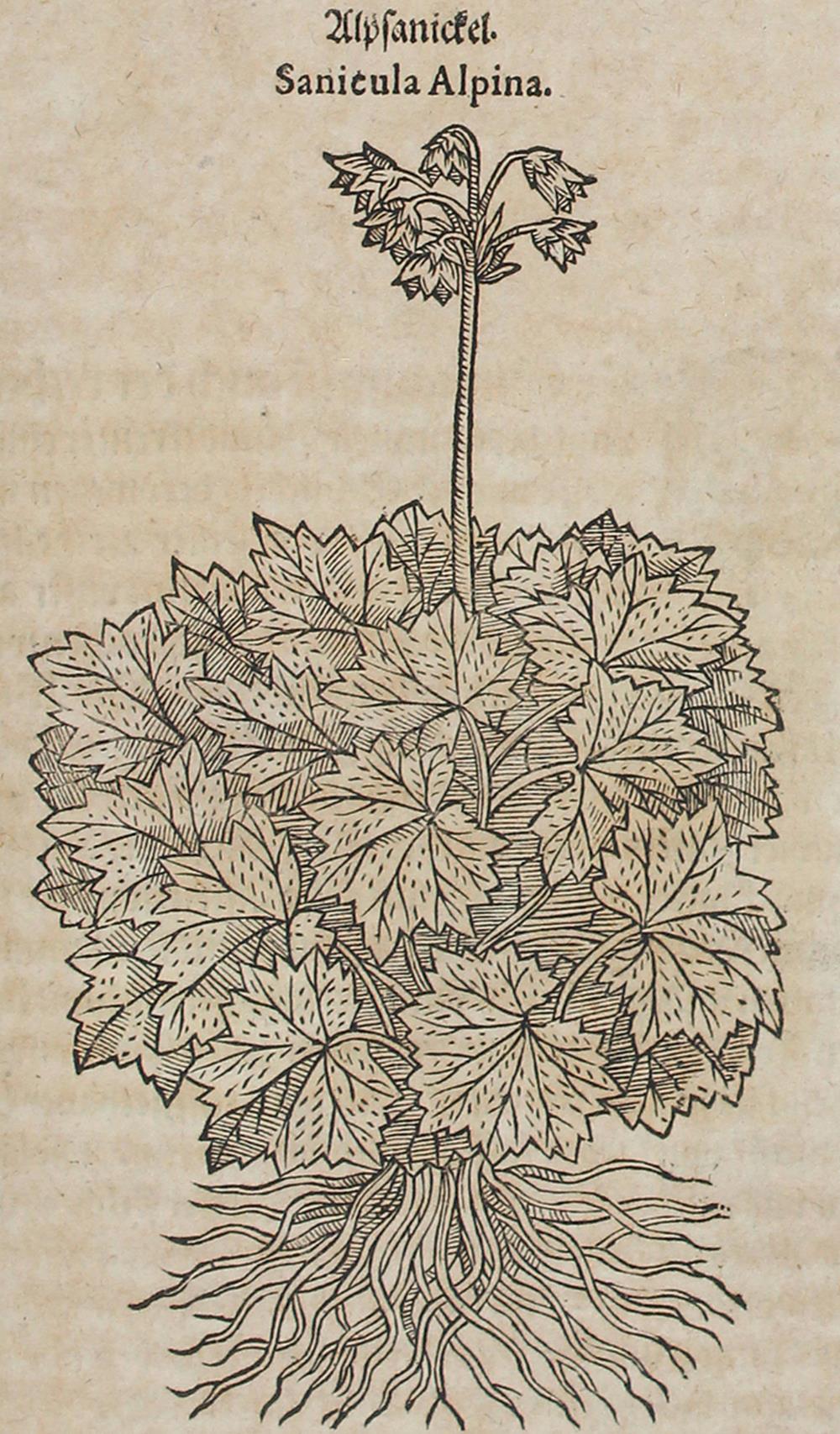 Tabernaemontanus,J.T. | Bild Nr.1