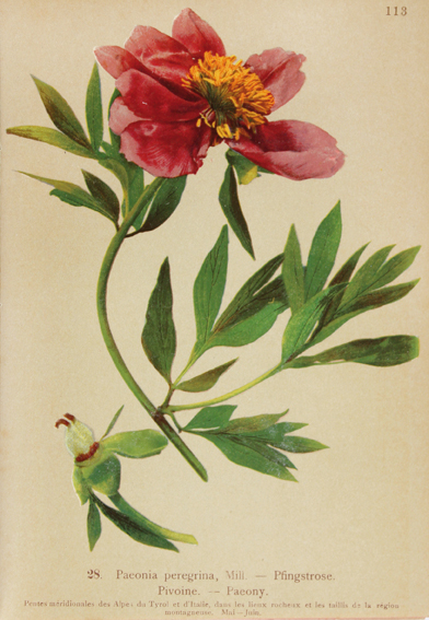 Atlas de la flore alpine. | Bild Nr.1
