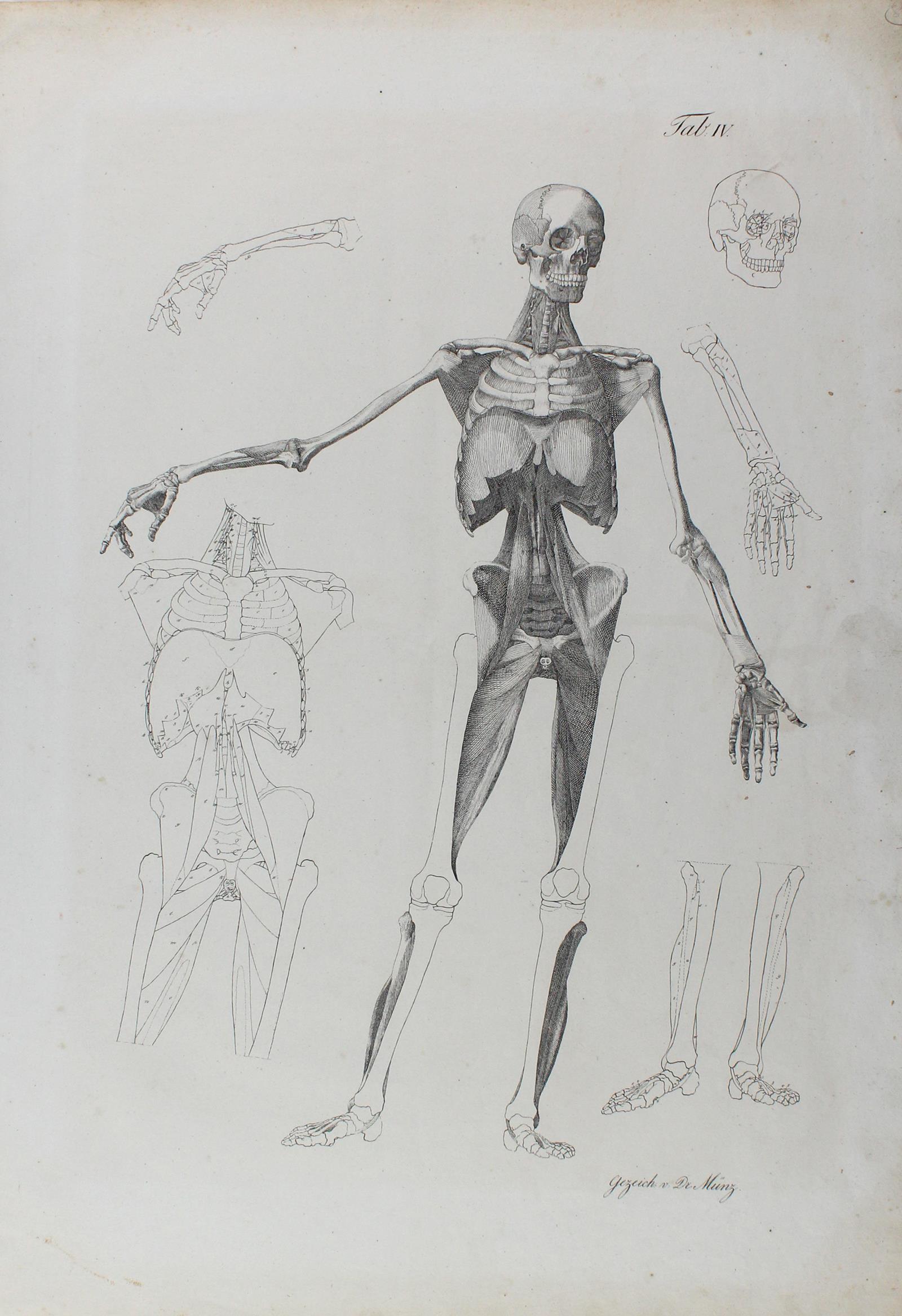 Anatomie. | Bild Nr.1