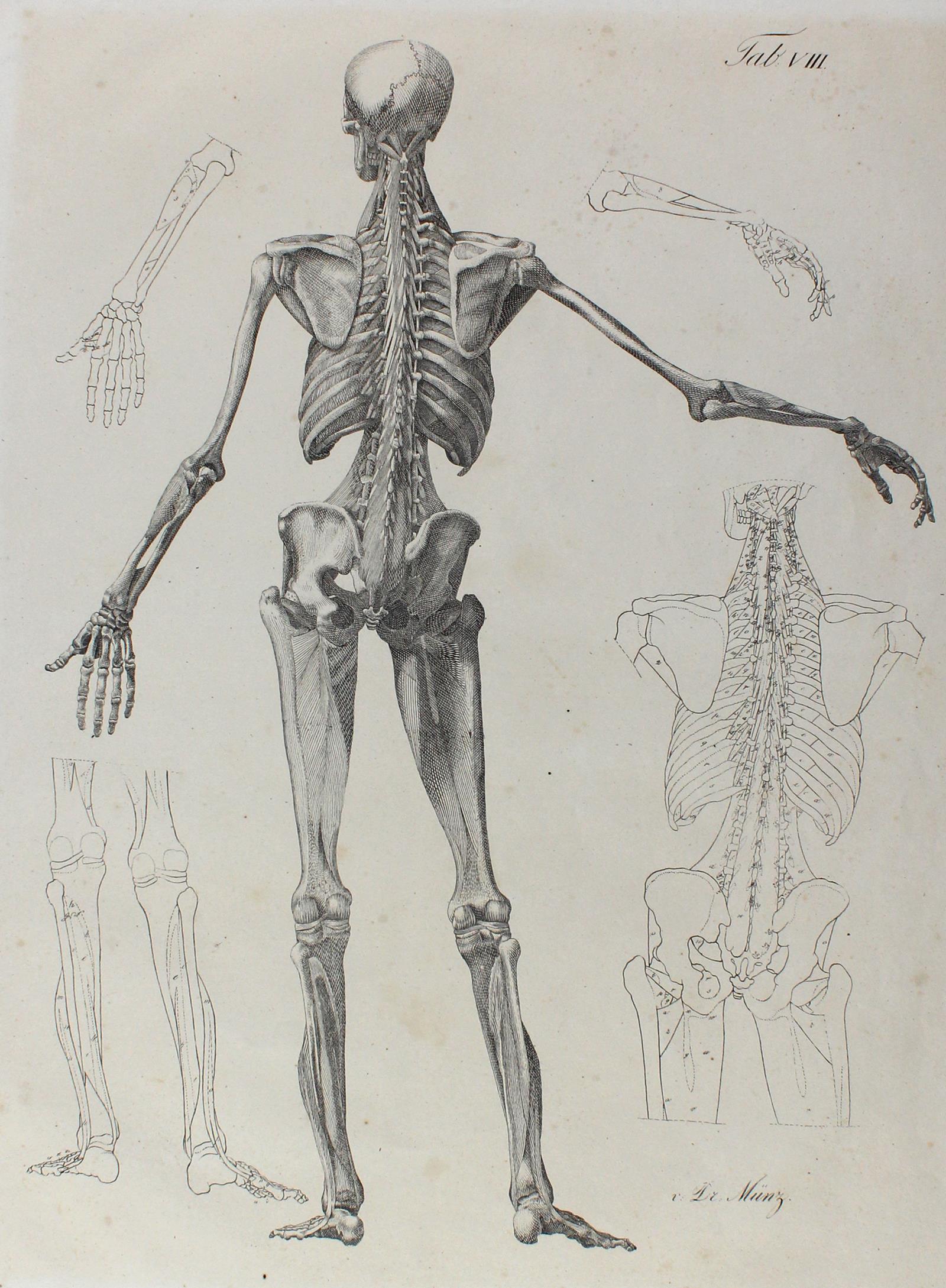 Anatomie. | Bild Nr.2