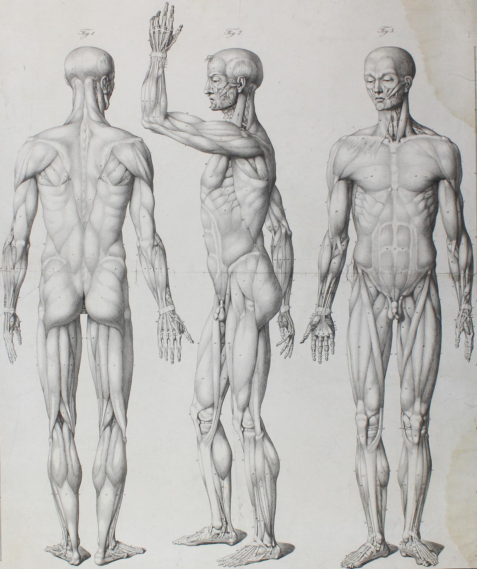 Anatomie. | Bild Nr.3