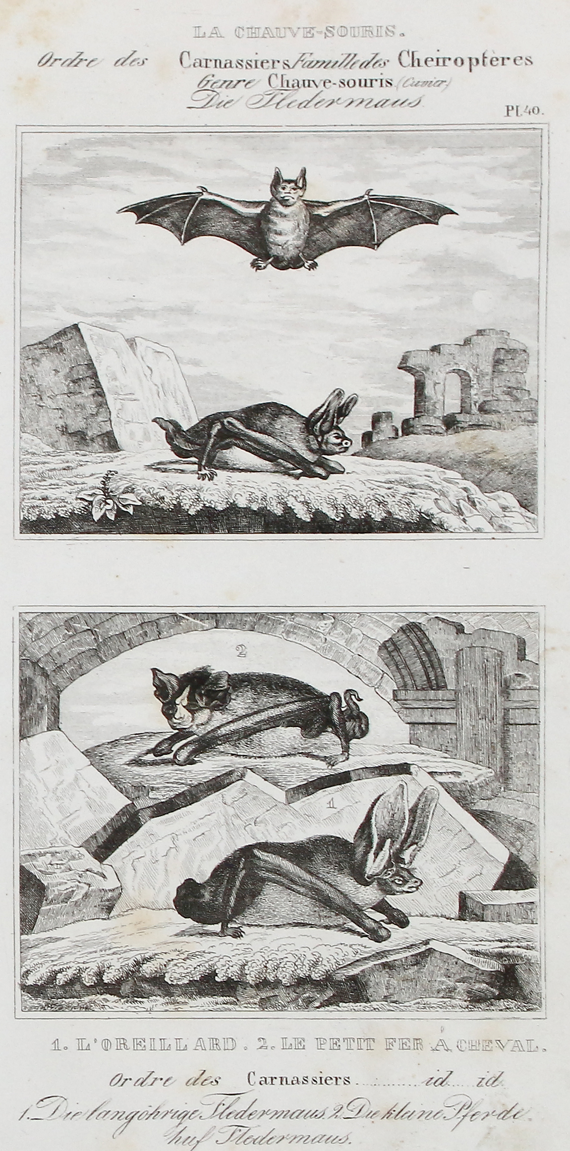 Buffon, George-Louis-Léclerc, Graf von | Bild Nr.1