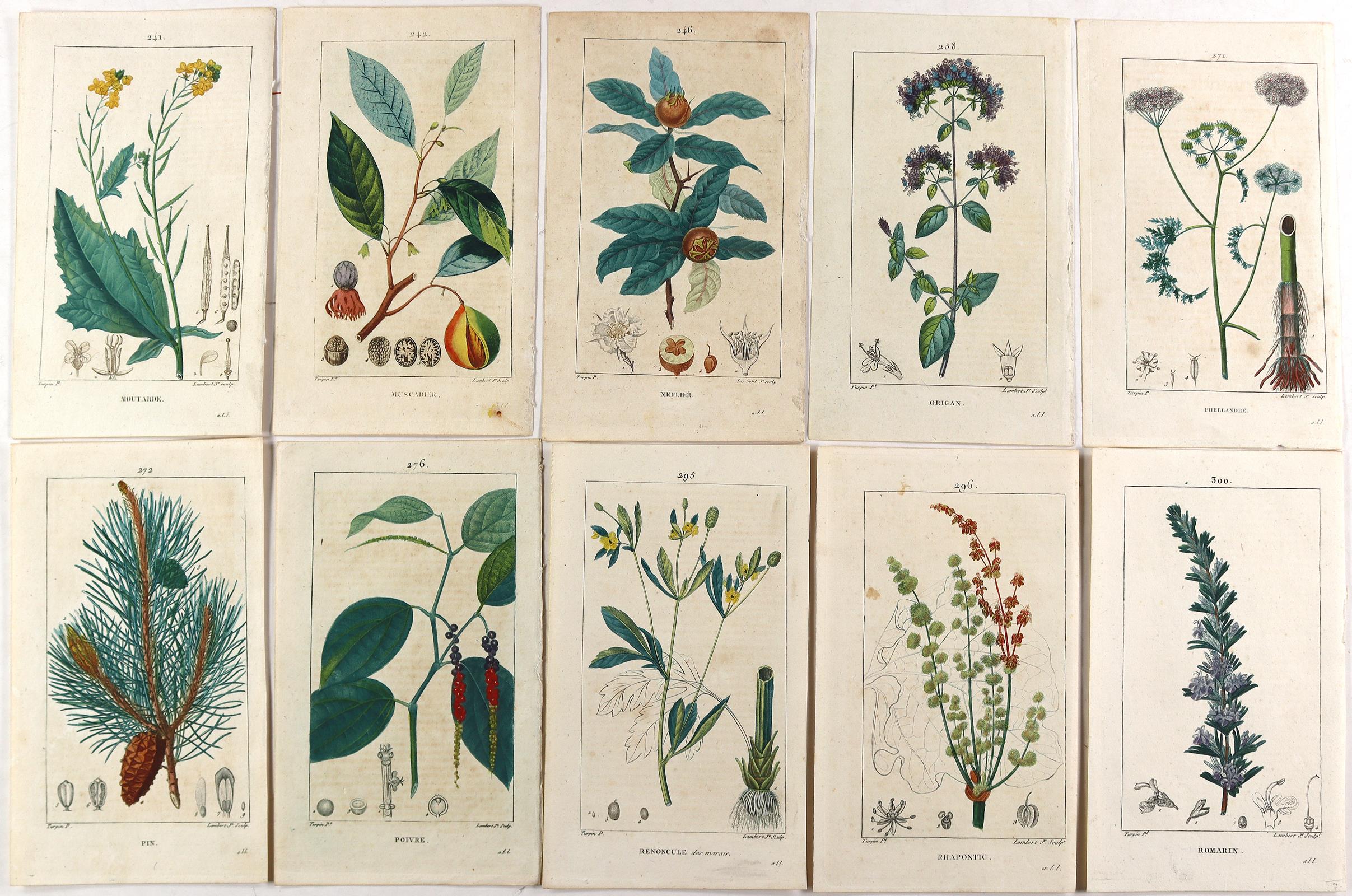 Medizinische Pflanzen. | Bild Nr.3