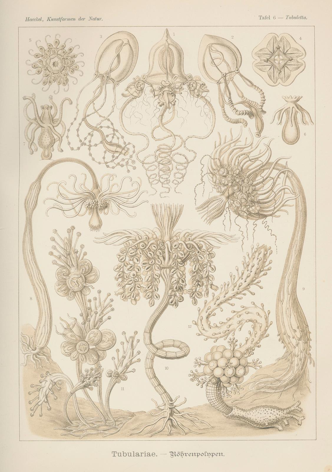 Haeckel,E. | Bild Nr.3