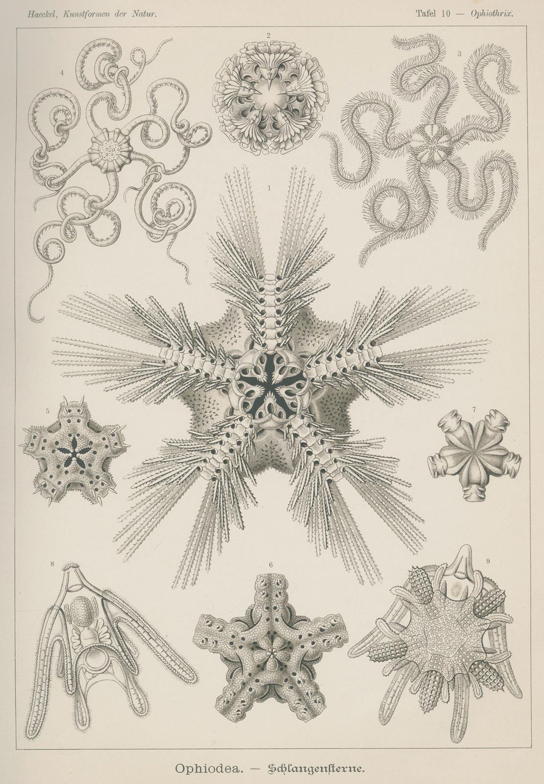 Haeckel,E. | Bild Nr.4