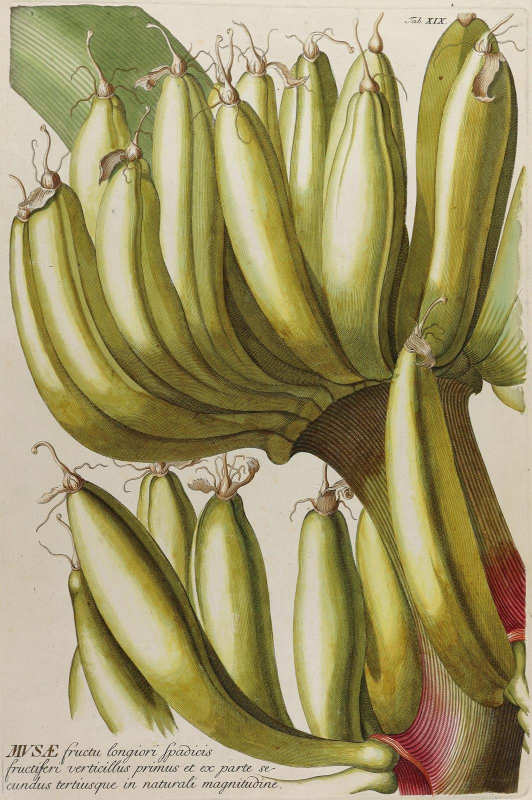 Bananenstaude. | Bild Nr.1