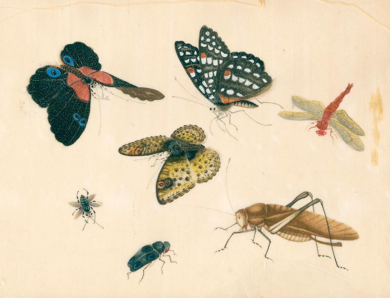 Schmetterlinge und Insekten. | Bild Nr.2