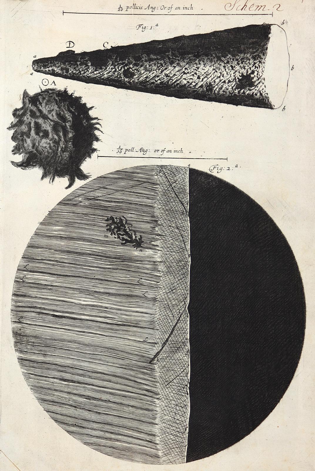 Hooke,R. | Bild Nr.5