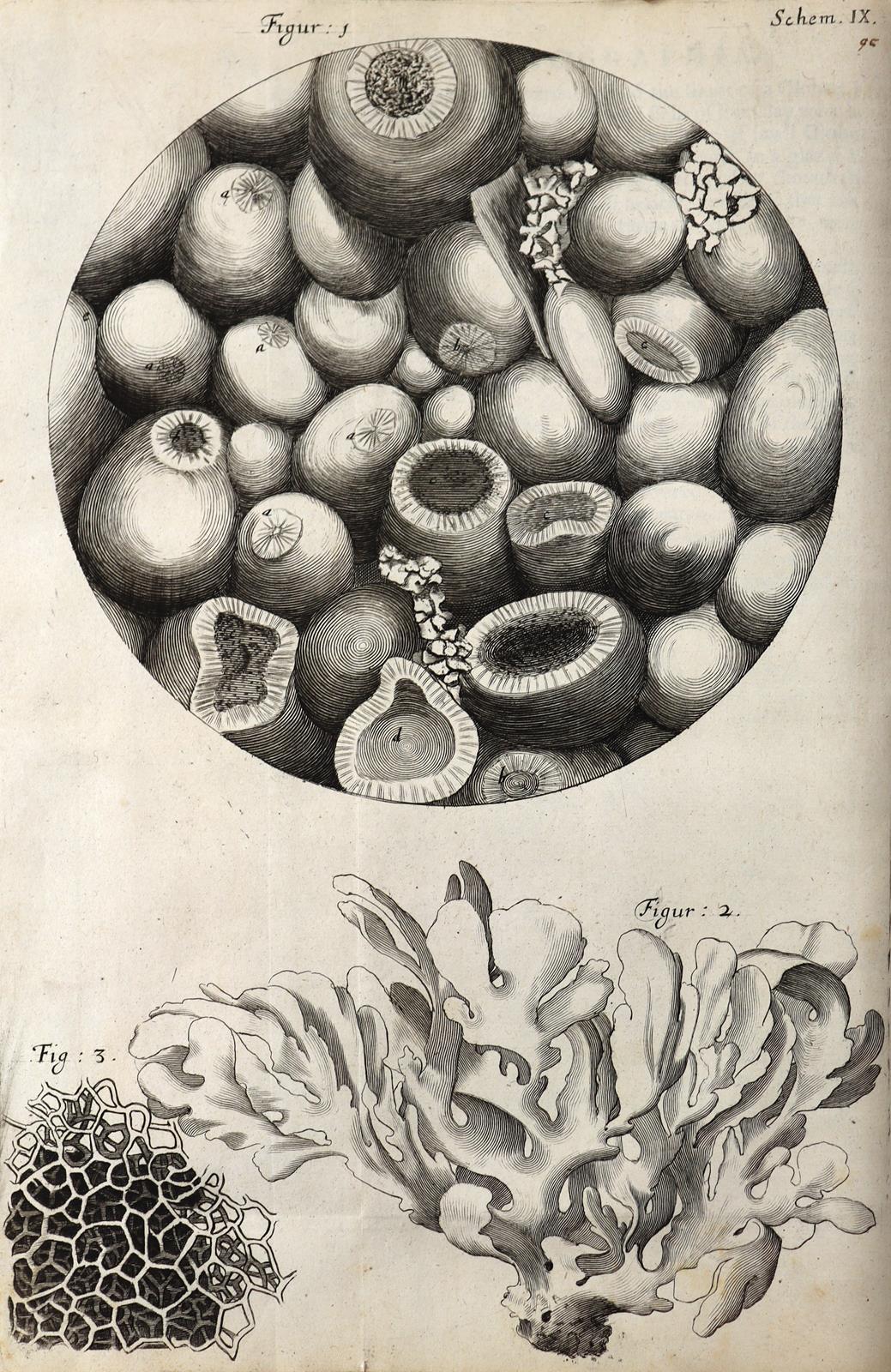 Hooke,R. | Bild Nr.12