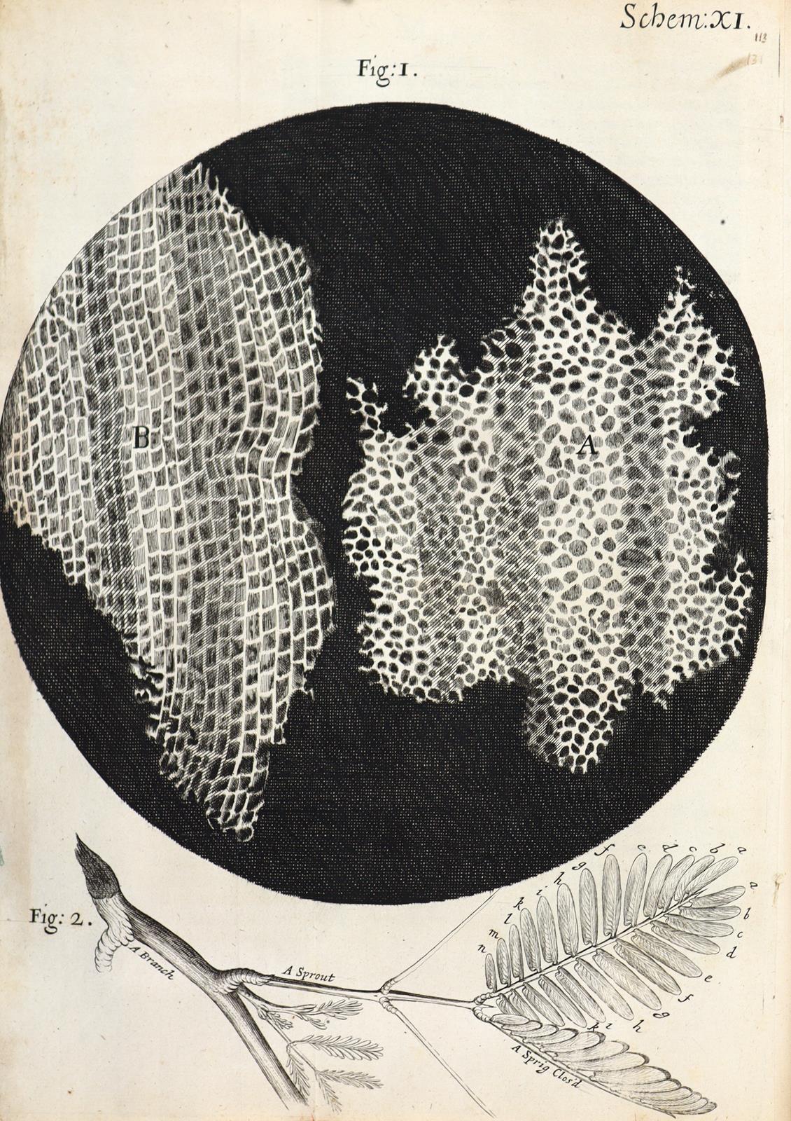 Hooke,R. | Bild Nr.14