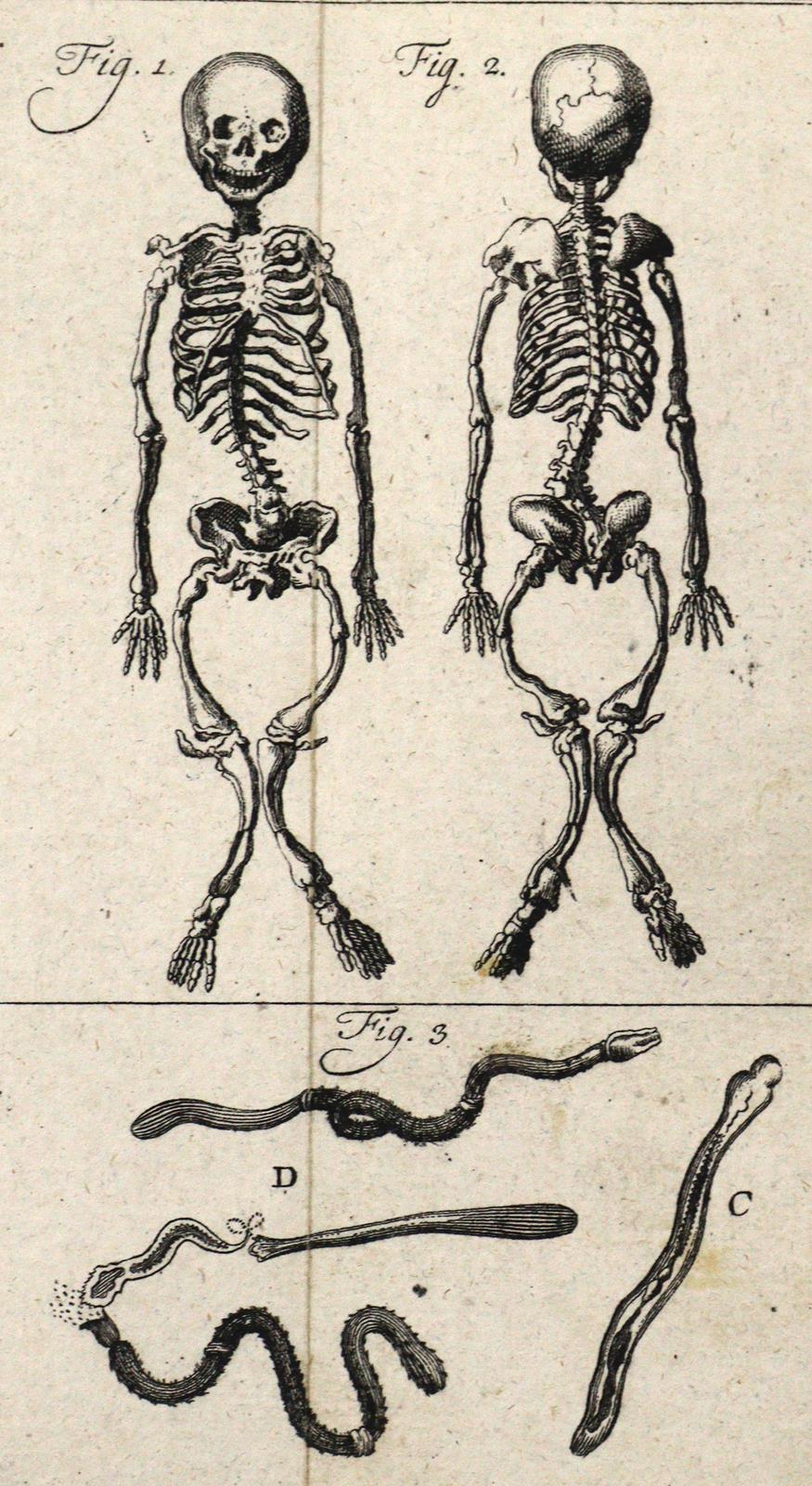 Linné,C.v. | Bild Nr.5