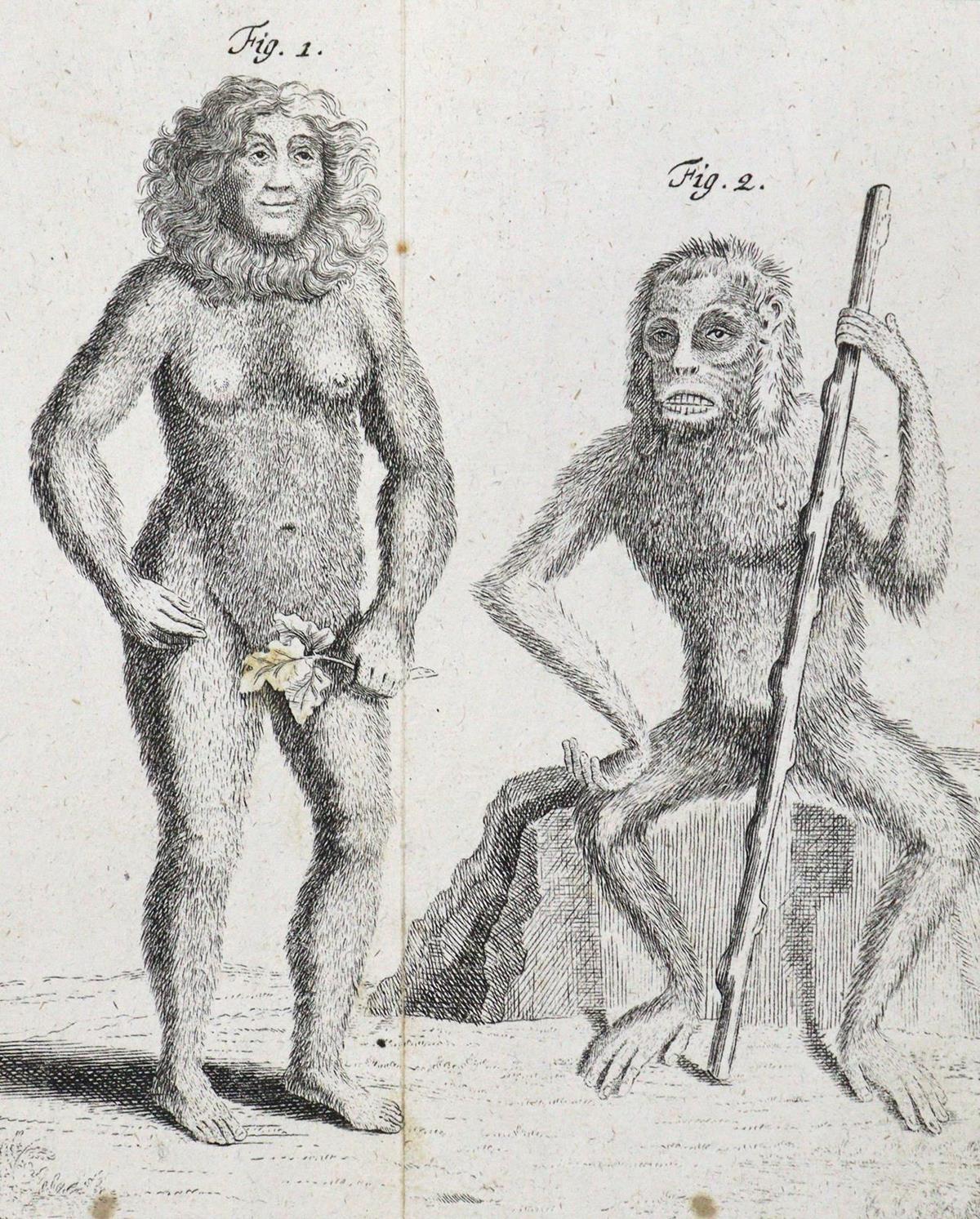 Linné,C.v. | Bild Nr.6