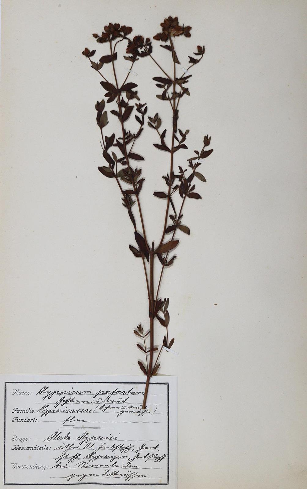 Herbarium. | Bild Nr.1