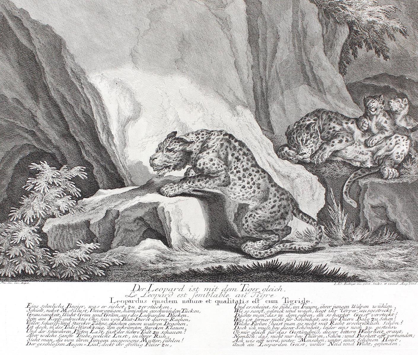 Leoparden. | Bild Nr.1