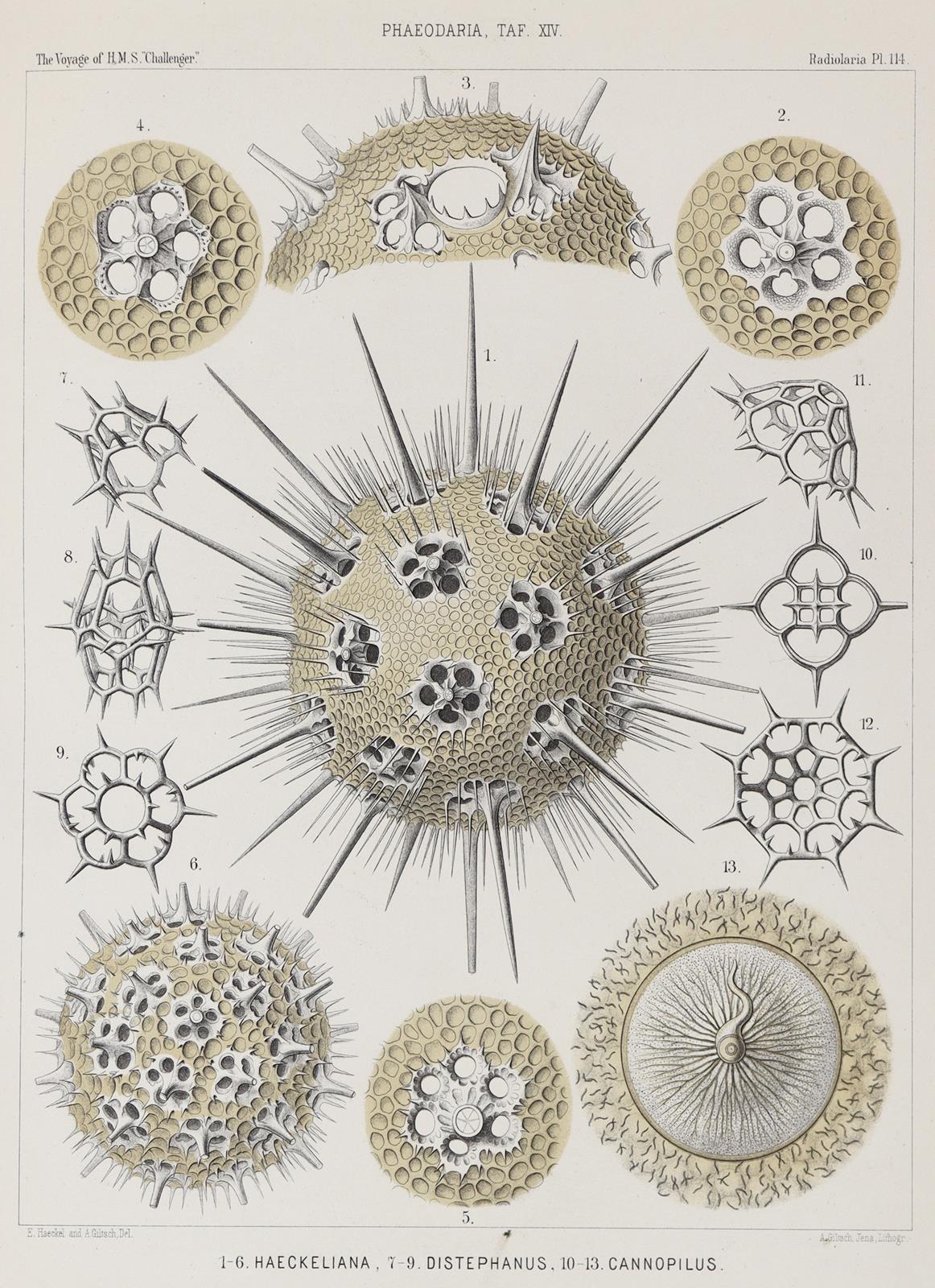 Haeckel,E. | Bild Nr.1