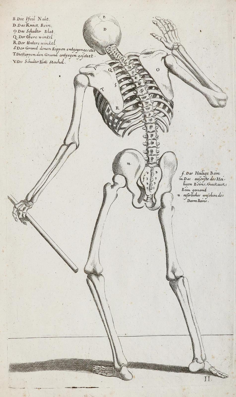 Skelett | Bild Nr.1