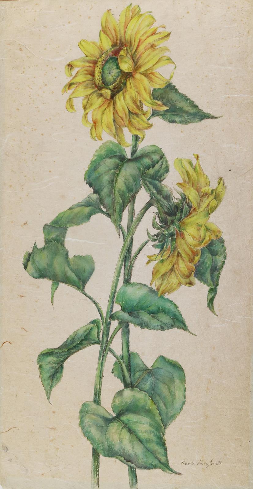 Sonnenblumen. | Bild Nr.1