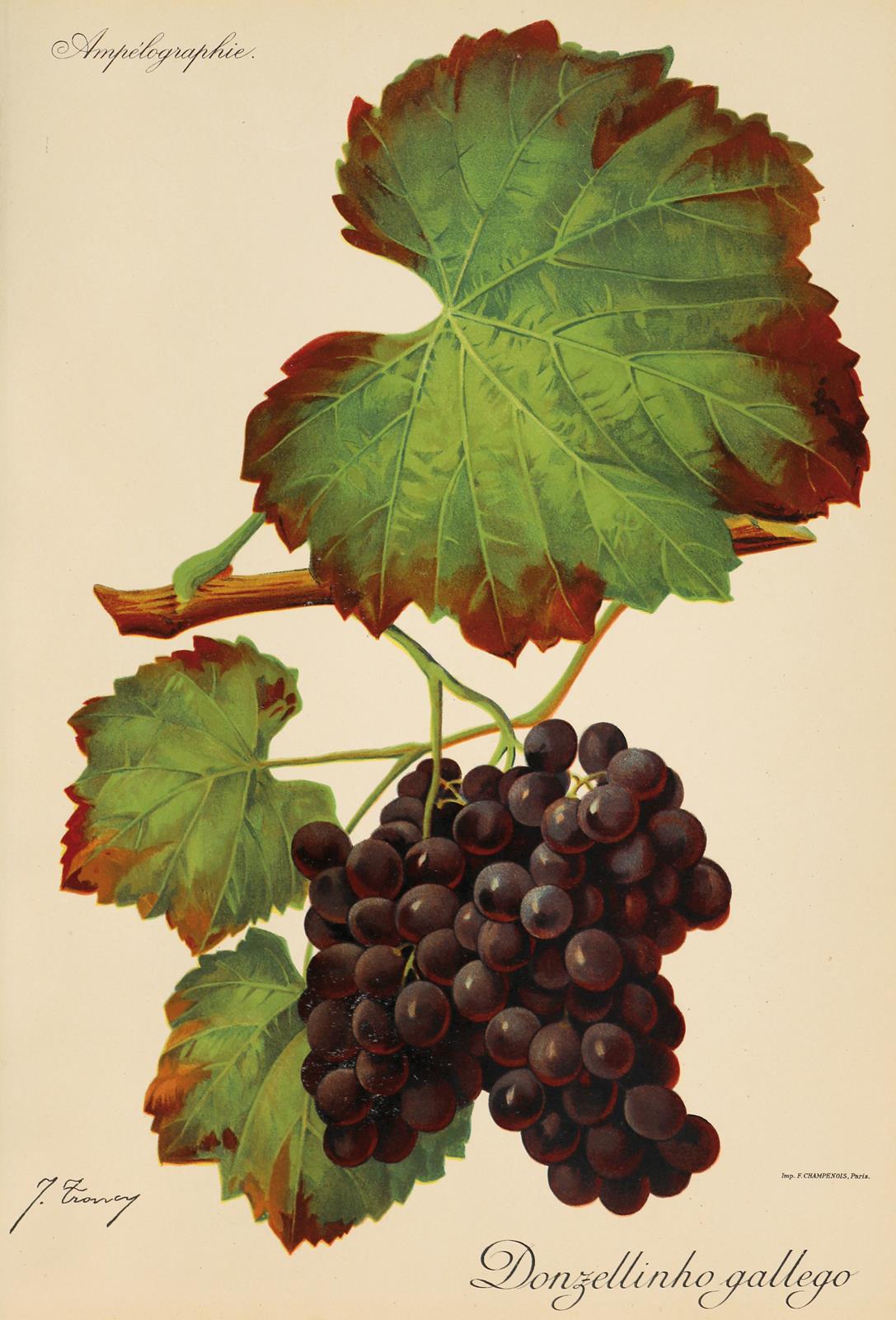 Weintrauben. | Bild Nr.1