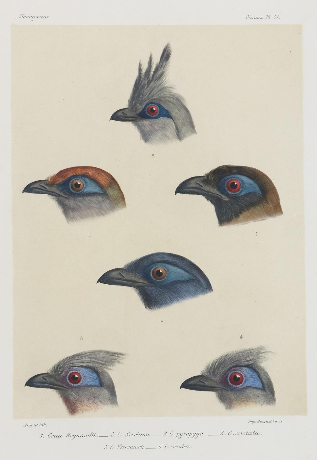 Vögel. | Bild Nr.2