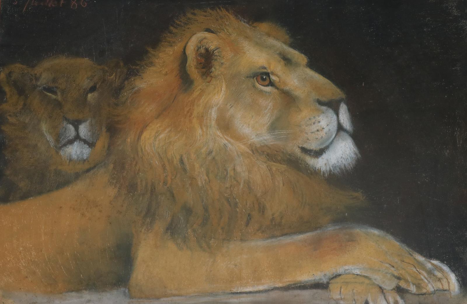 Löwenpaar. | Bild Nr.1
