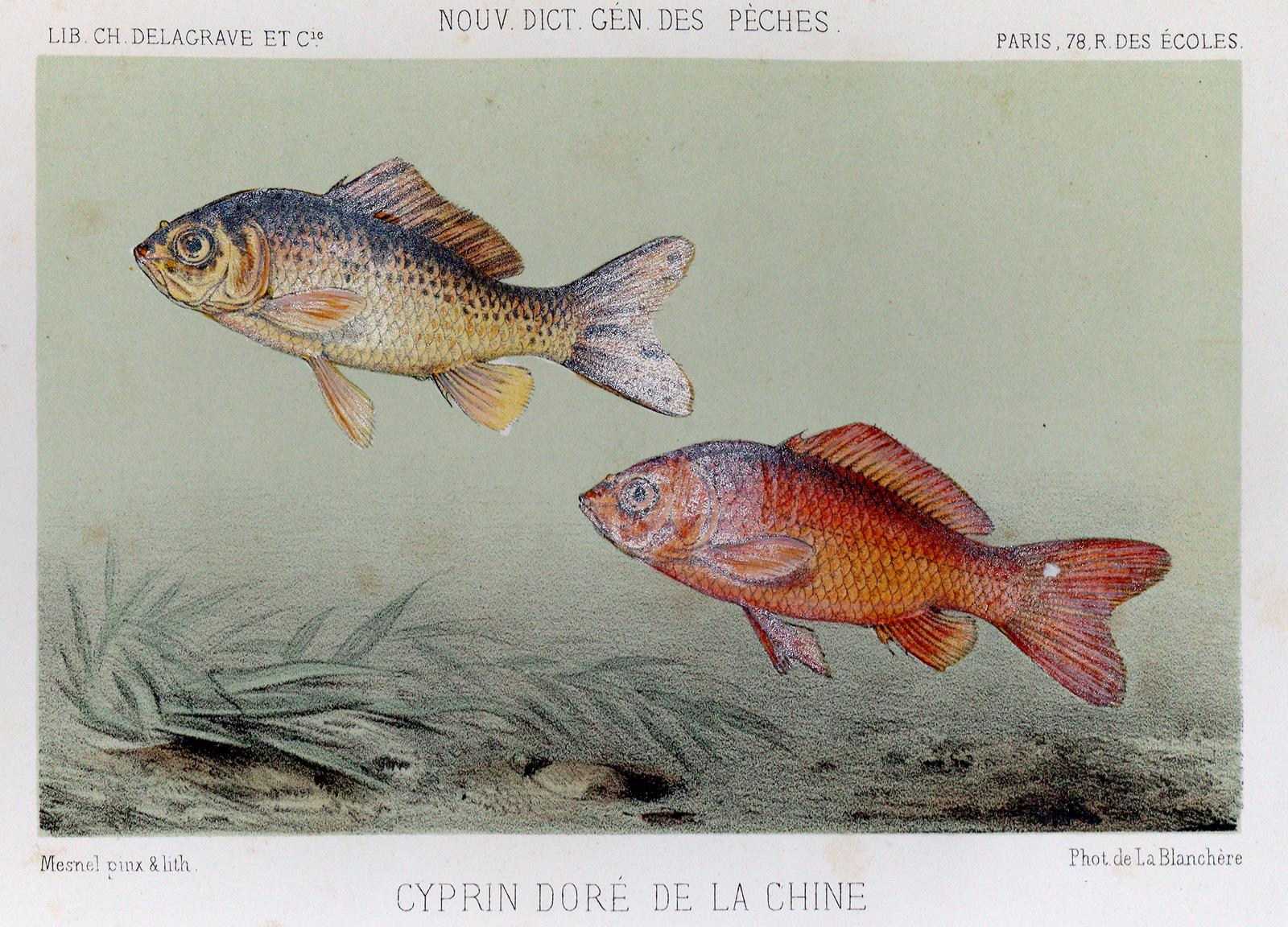 Blanchere,H.de la. | Bild Nr.2