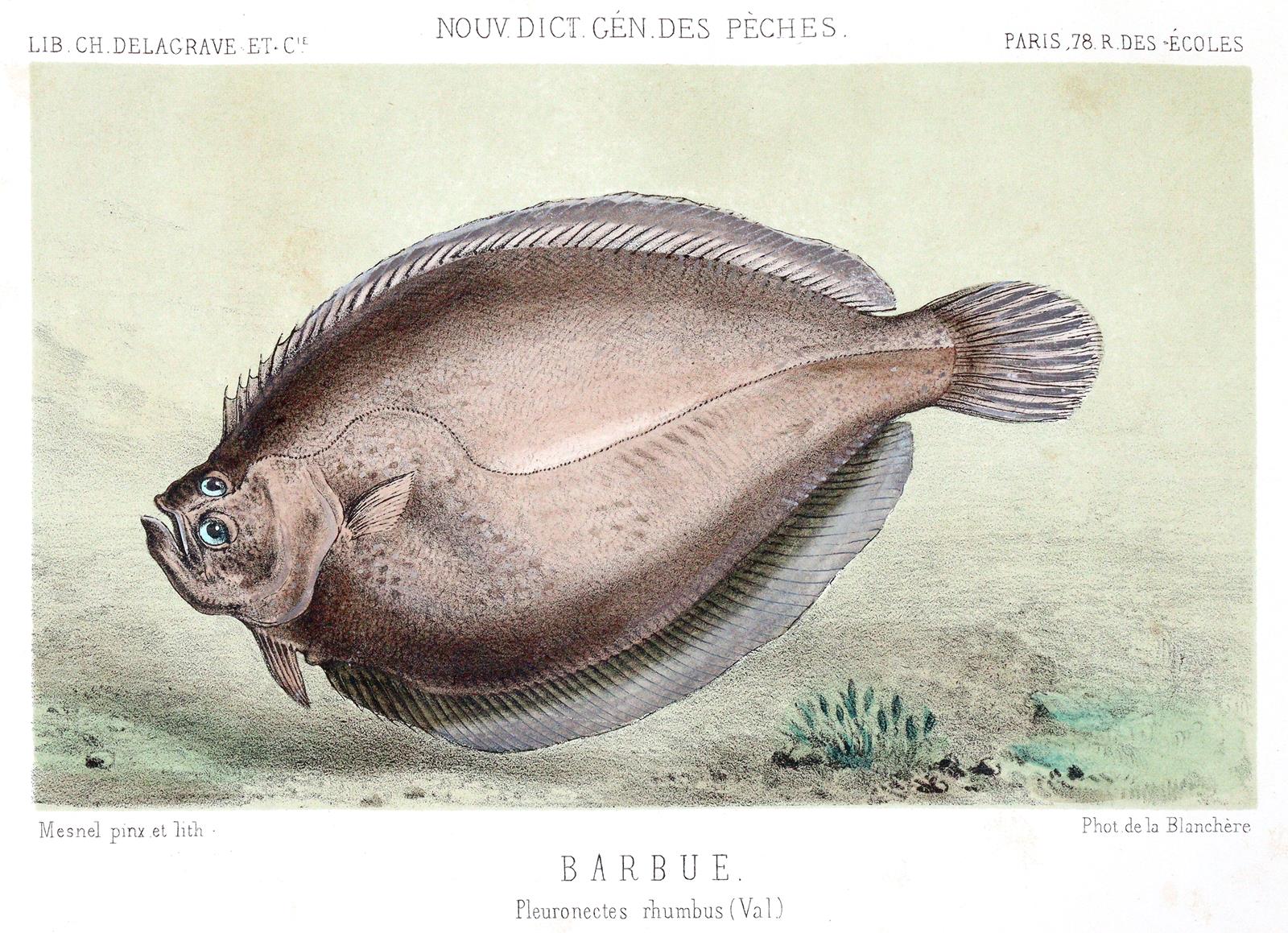 Blanchere,H.de la. | Bild Nr.3