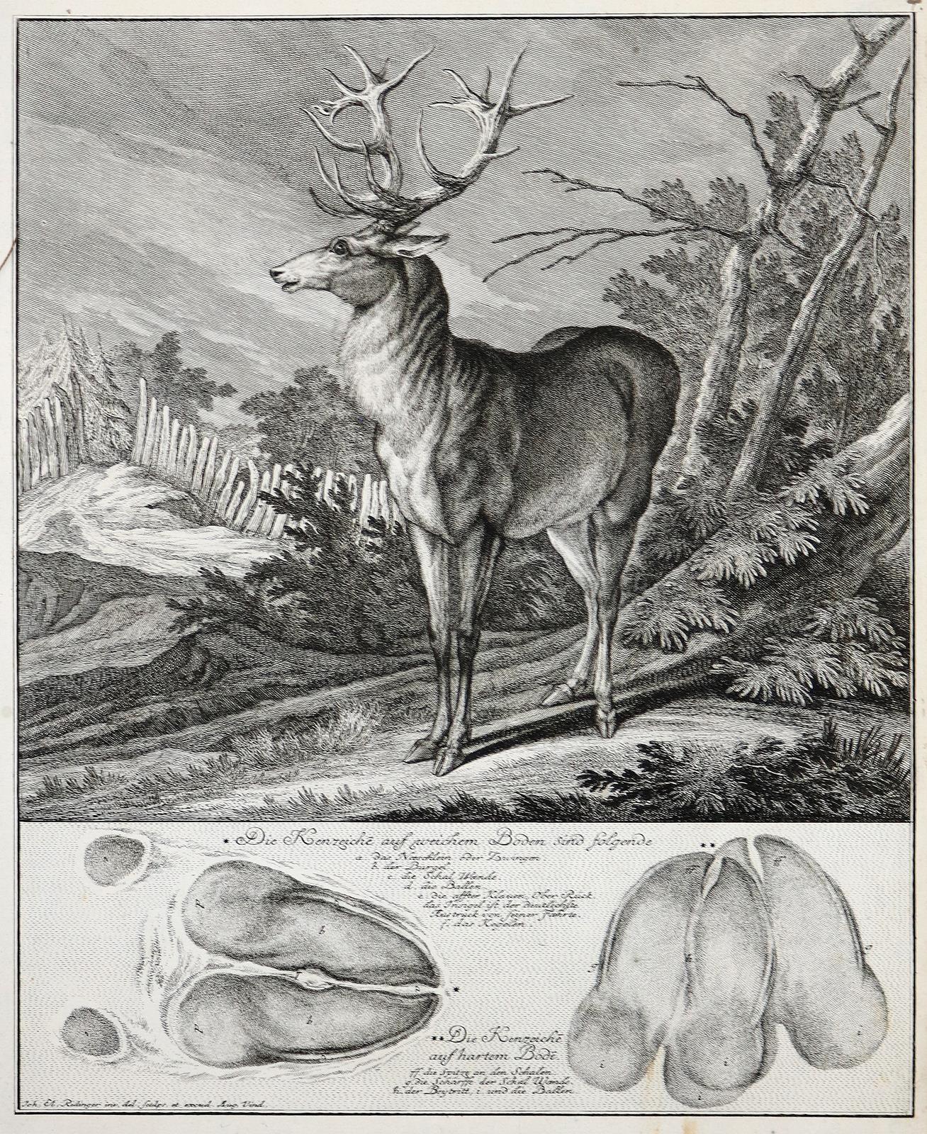 Ridinger,J.E. | Bild Nr.2