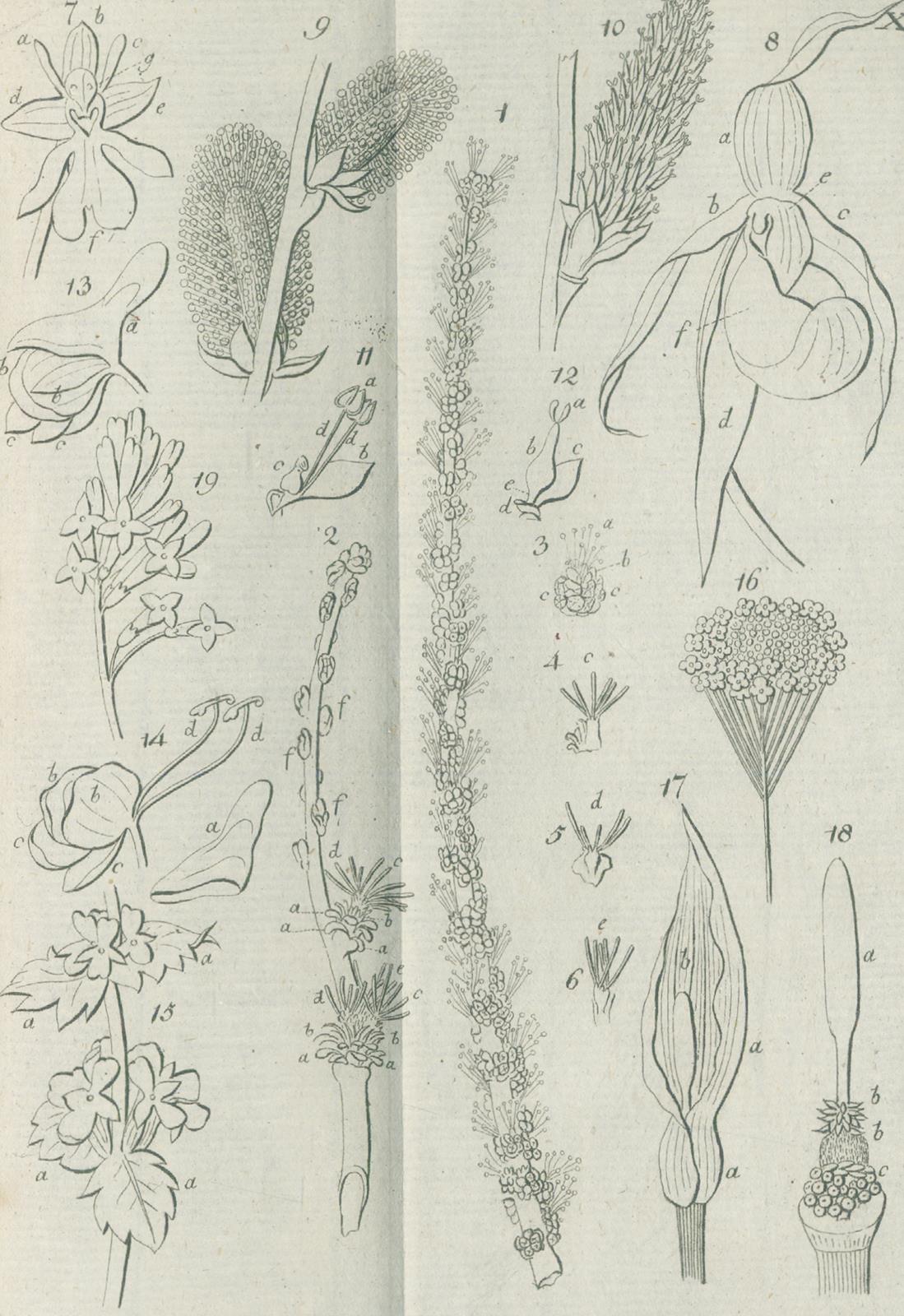 Medikus,F.K. | Bild Nr.2