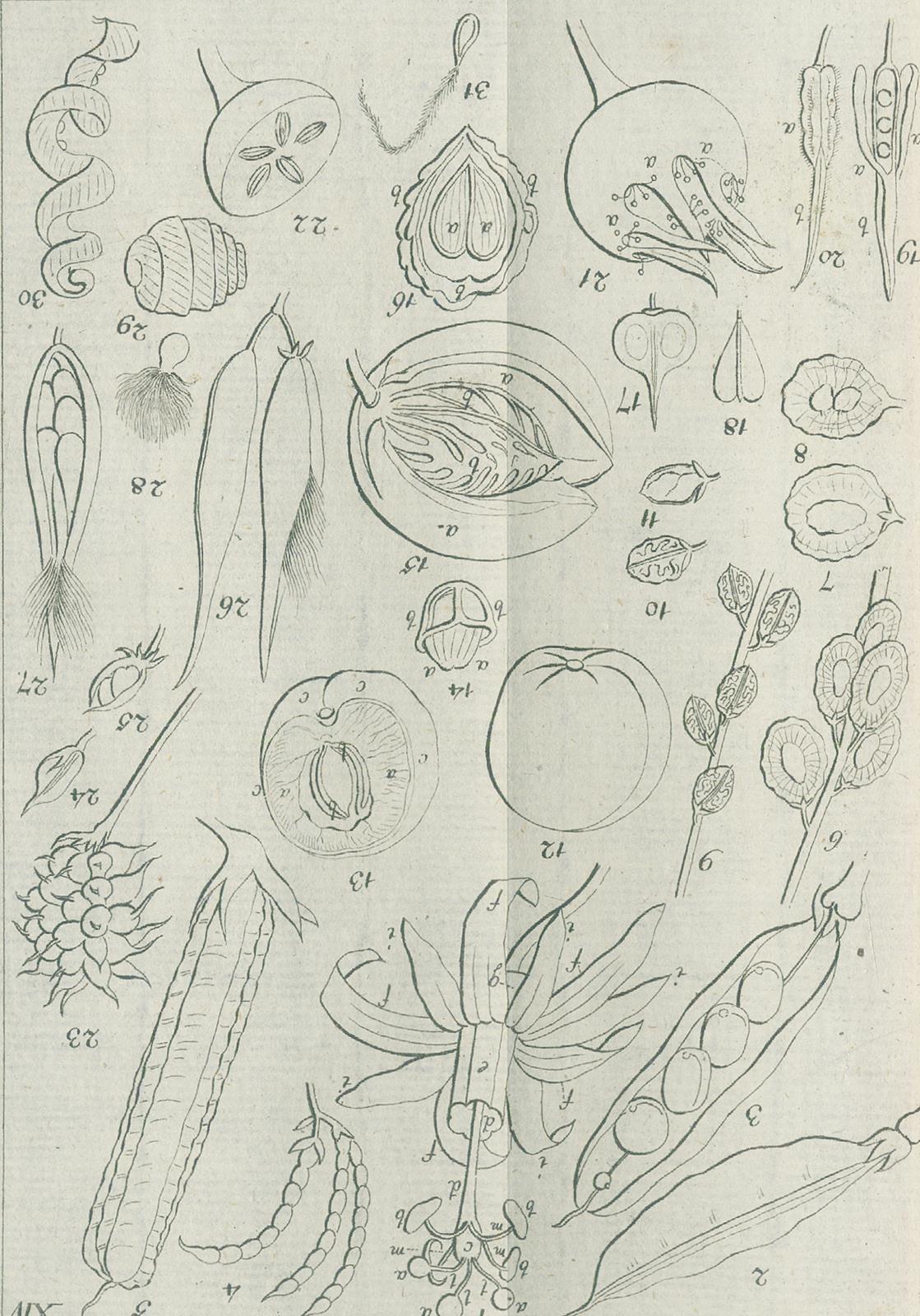 Medikus,F.K. | Bild Nr.3