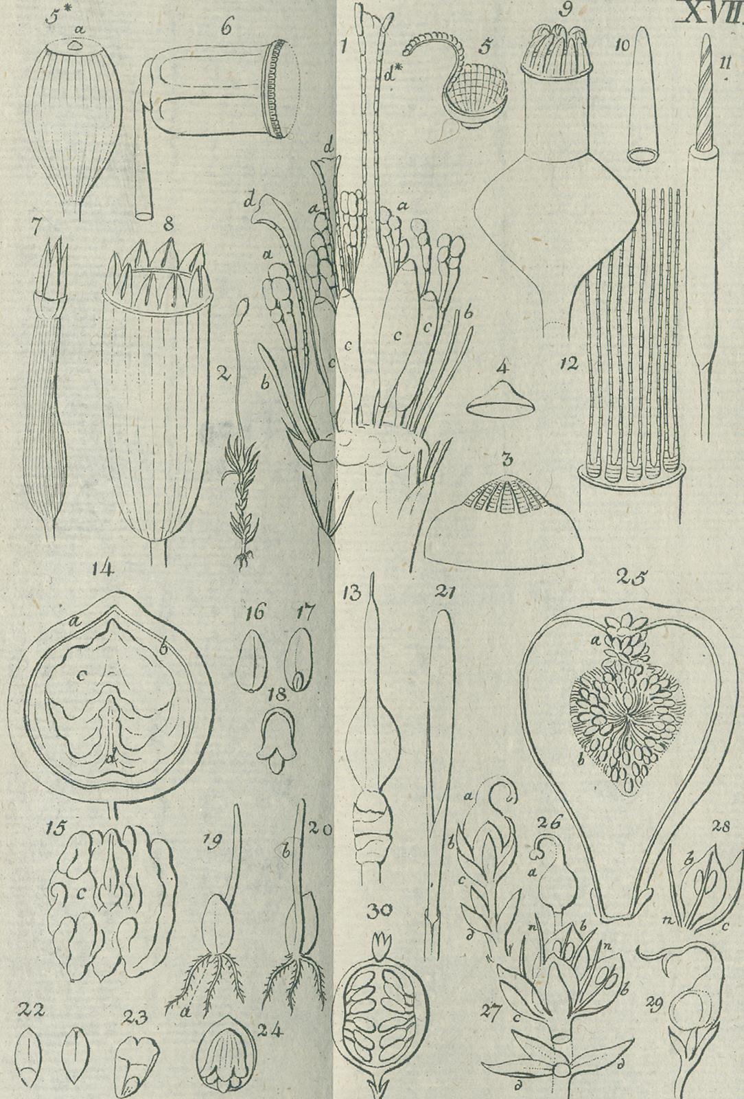 Medikus,F.K. | Bild Nr.4