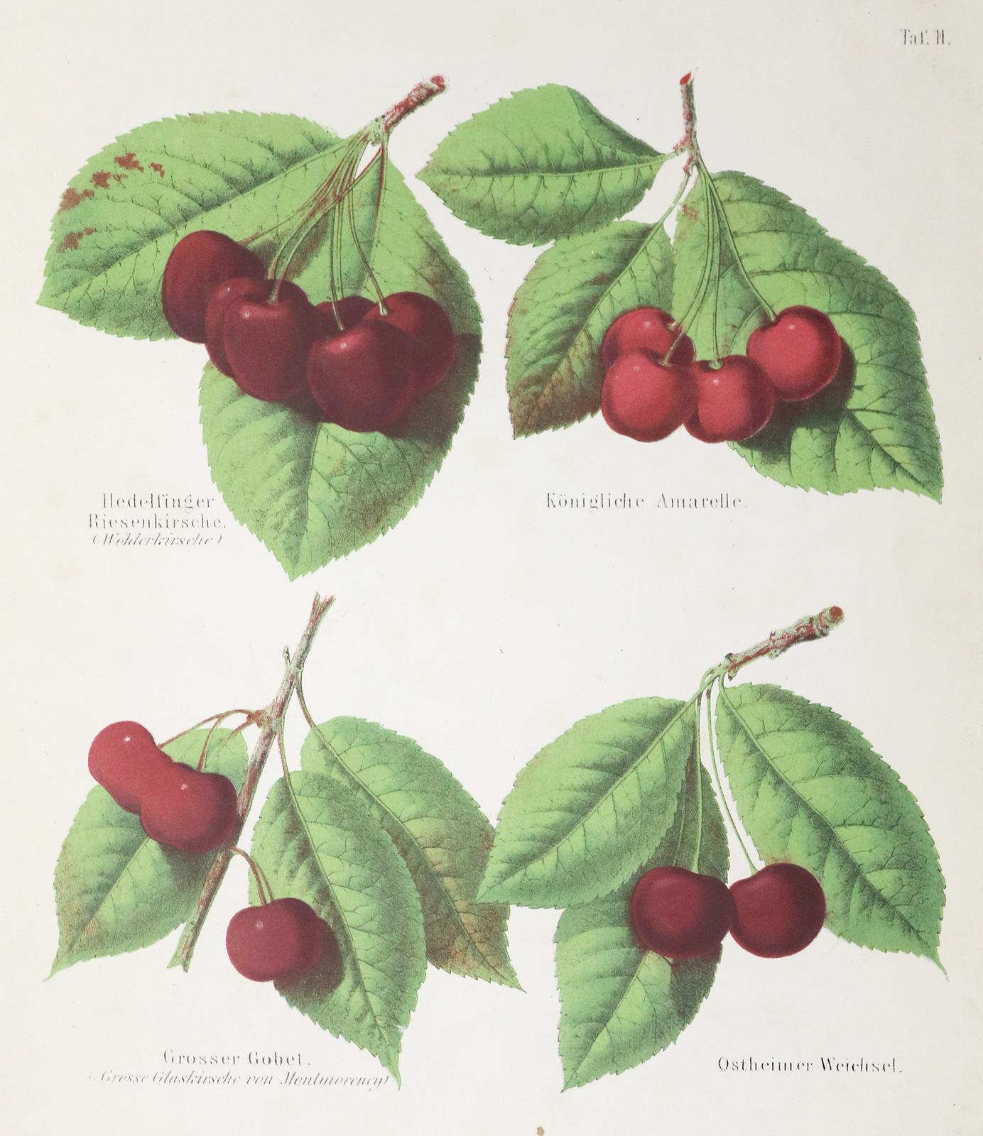 Lucas,E. | Bild Nr.2