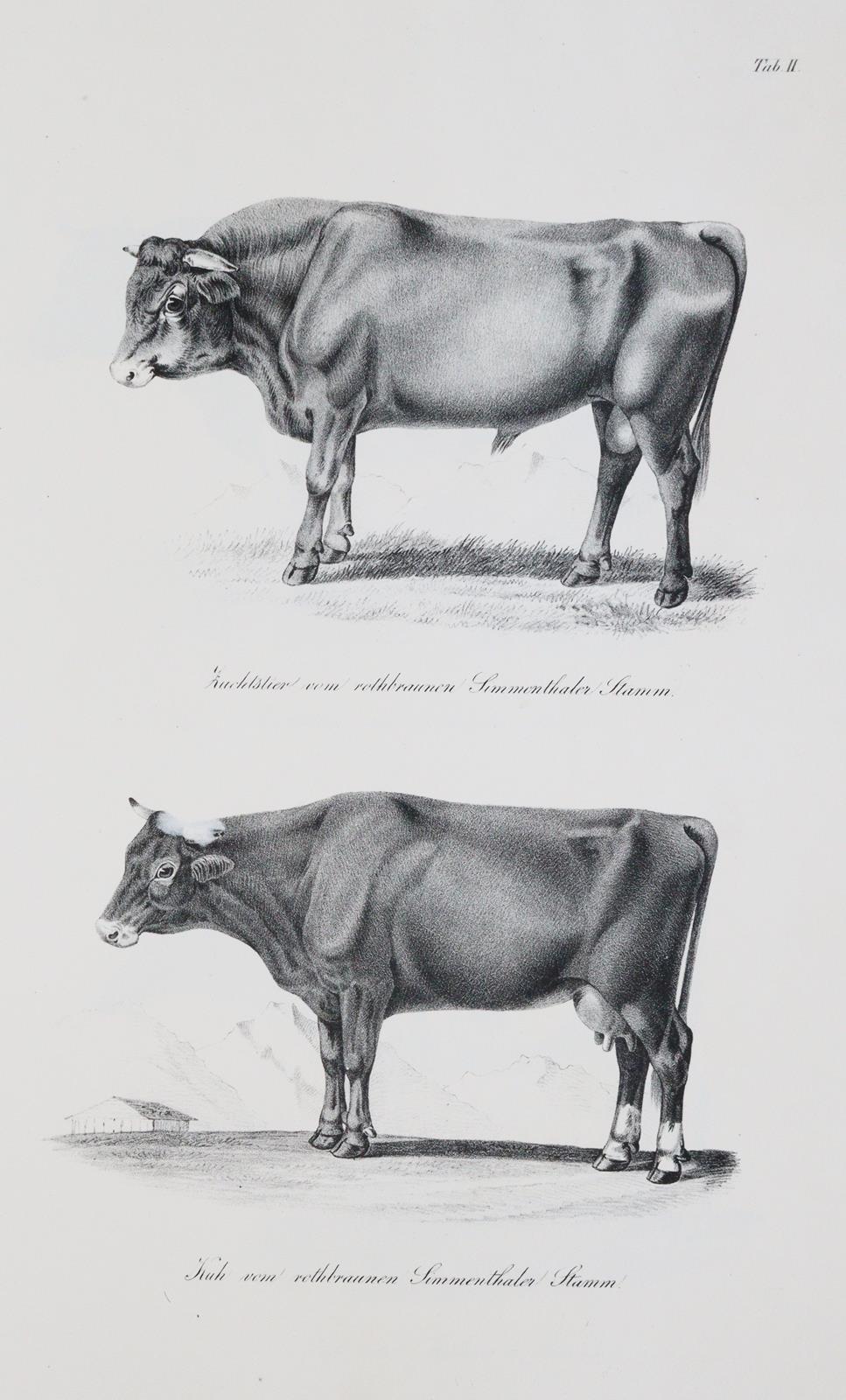 Baumeister,W. | Bild Nr.2