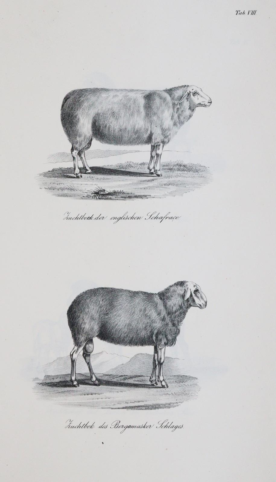 Baumeister,W. | Bild Nr.3