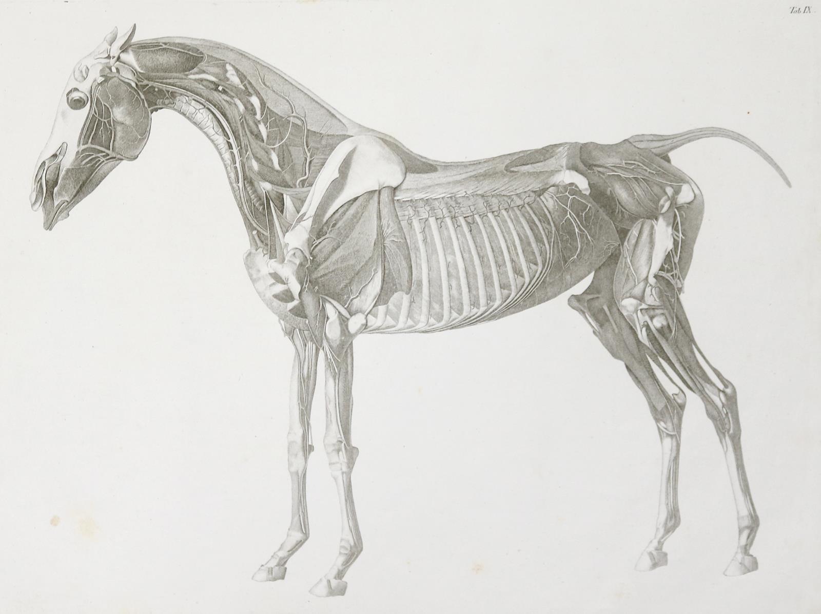 Alton,E.de. | Bild Nr.1