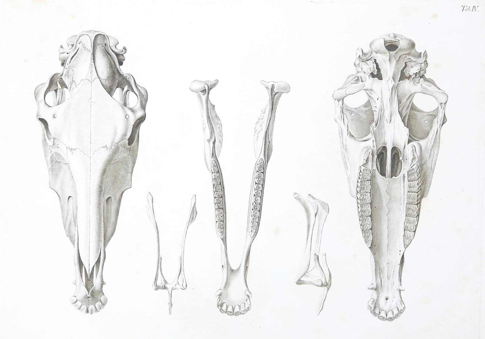 Alton,E.de. | Bild Nr.2