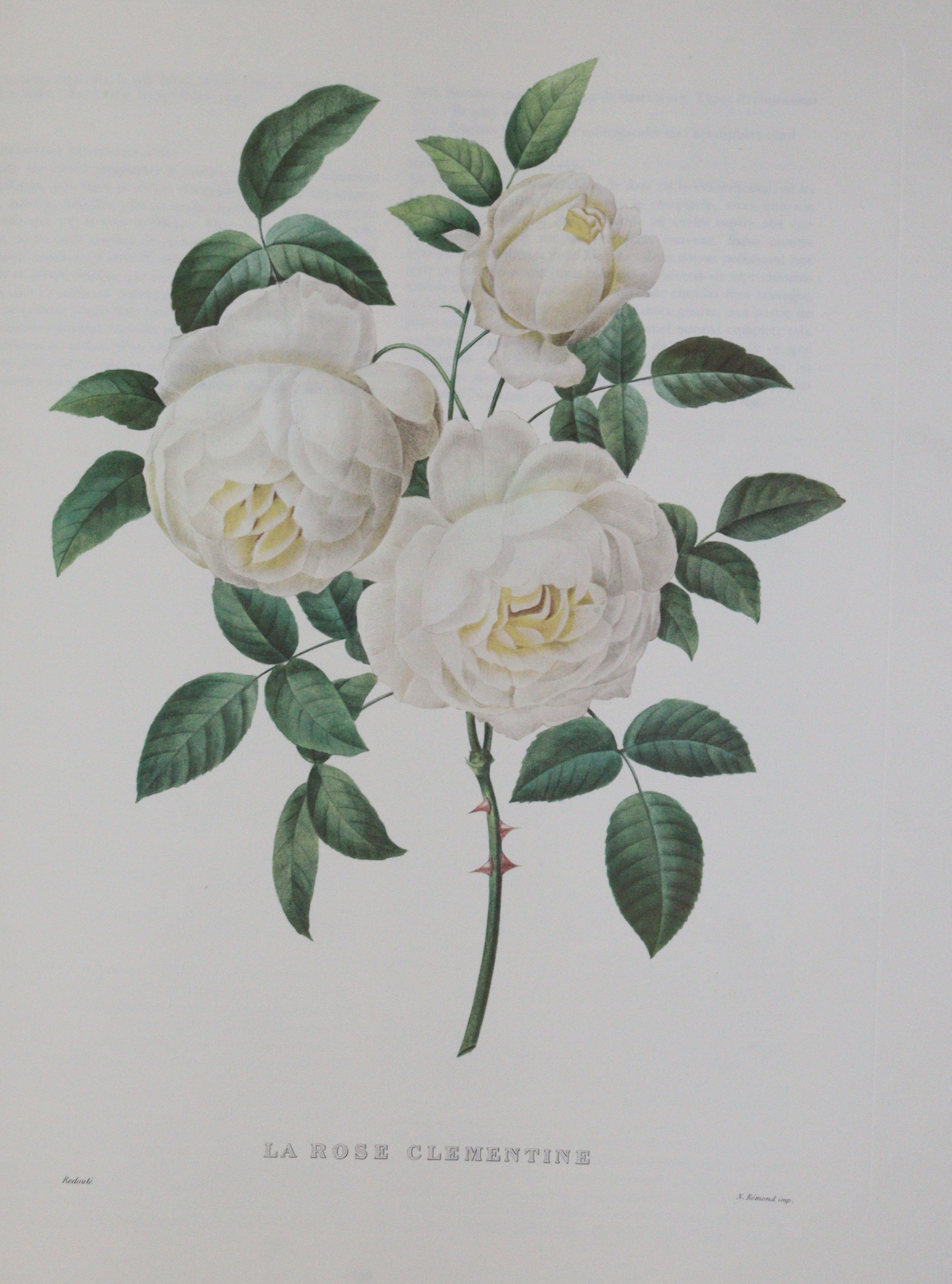 Redoute,P.J. | Bild Nr.3