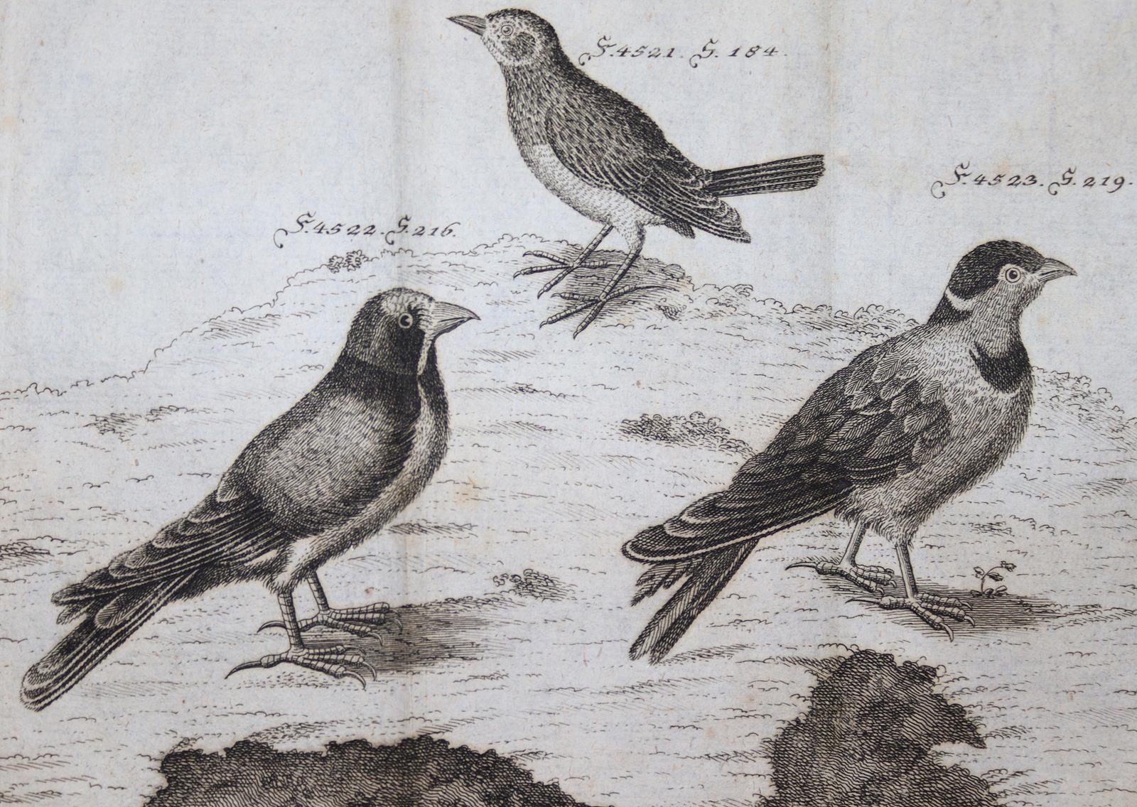 Krünitz,J.G. | Bild Nr.15