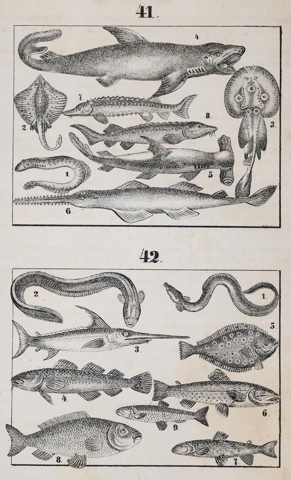 Comenius,J.A. | Bild Nr.1