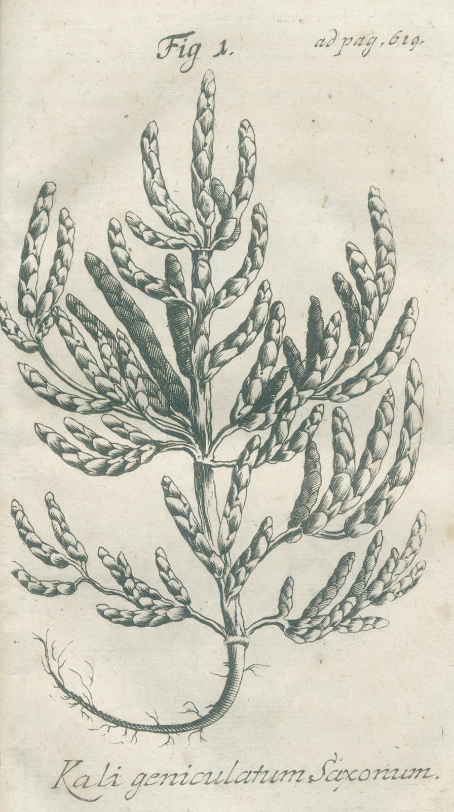 Henckel,J.F. | Bild Nr.2