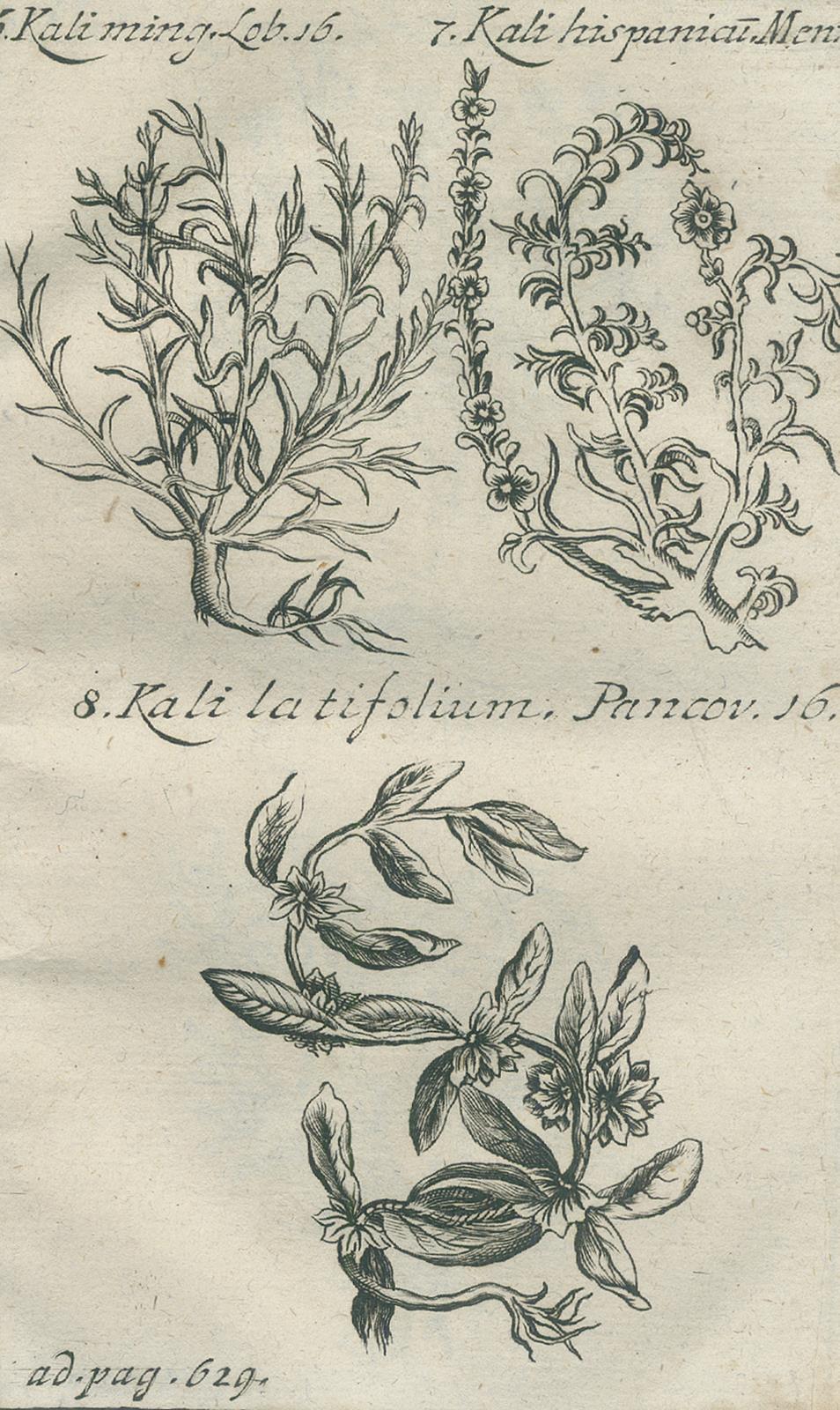 Henckel,J.F. | Bild Nr.3