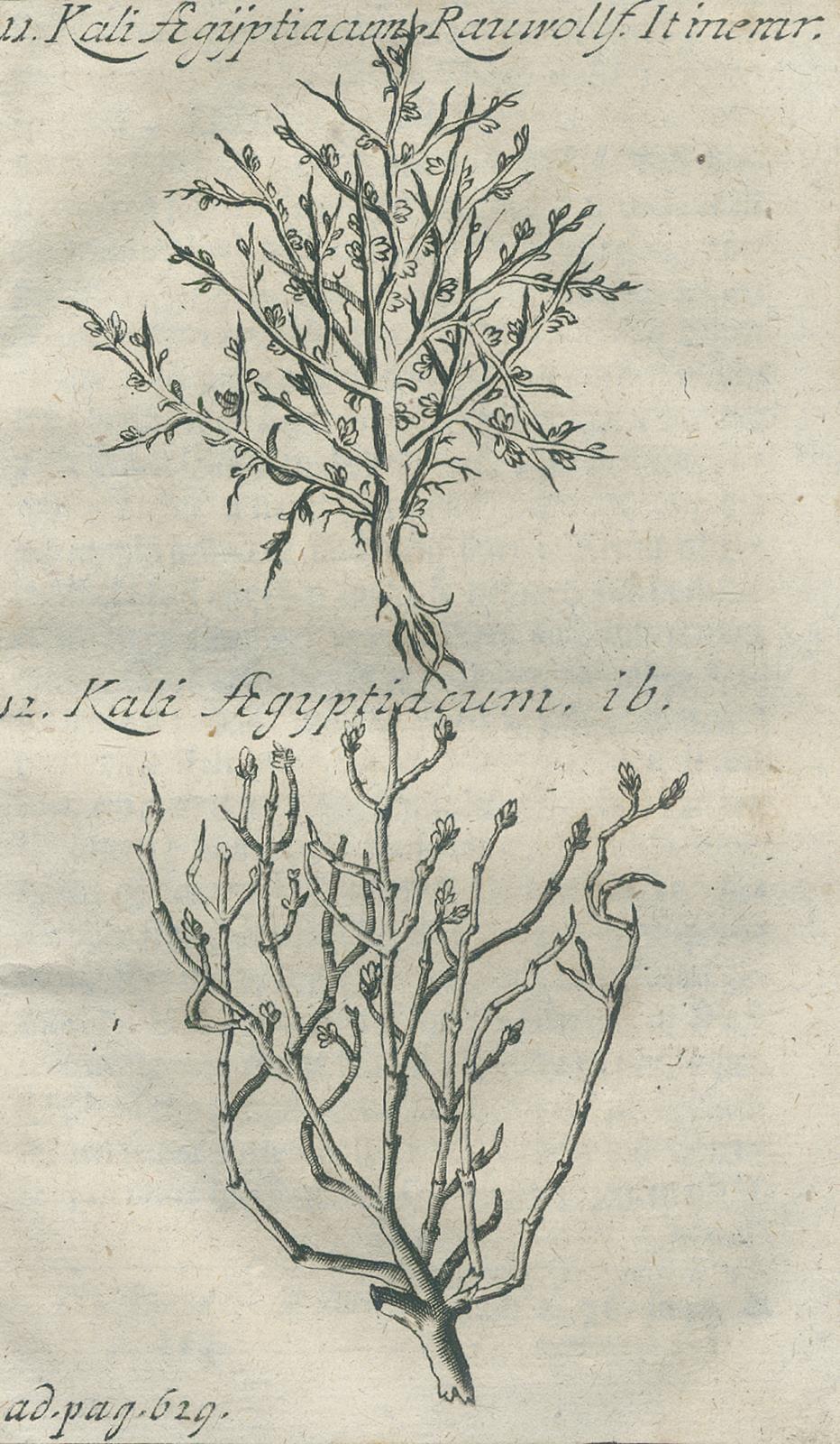 Henckel,J.F. | Bild Nr.4