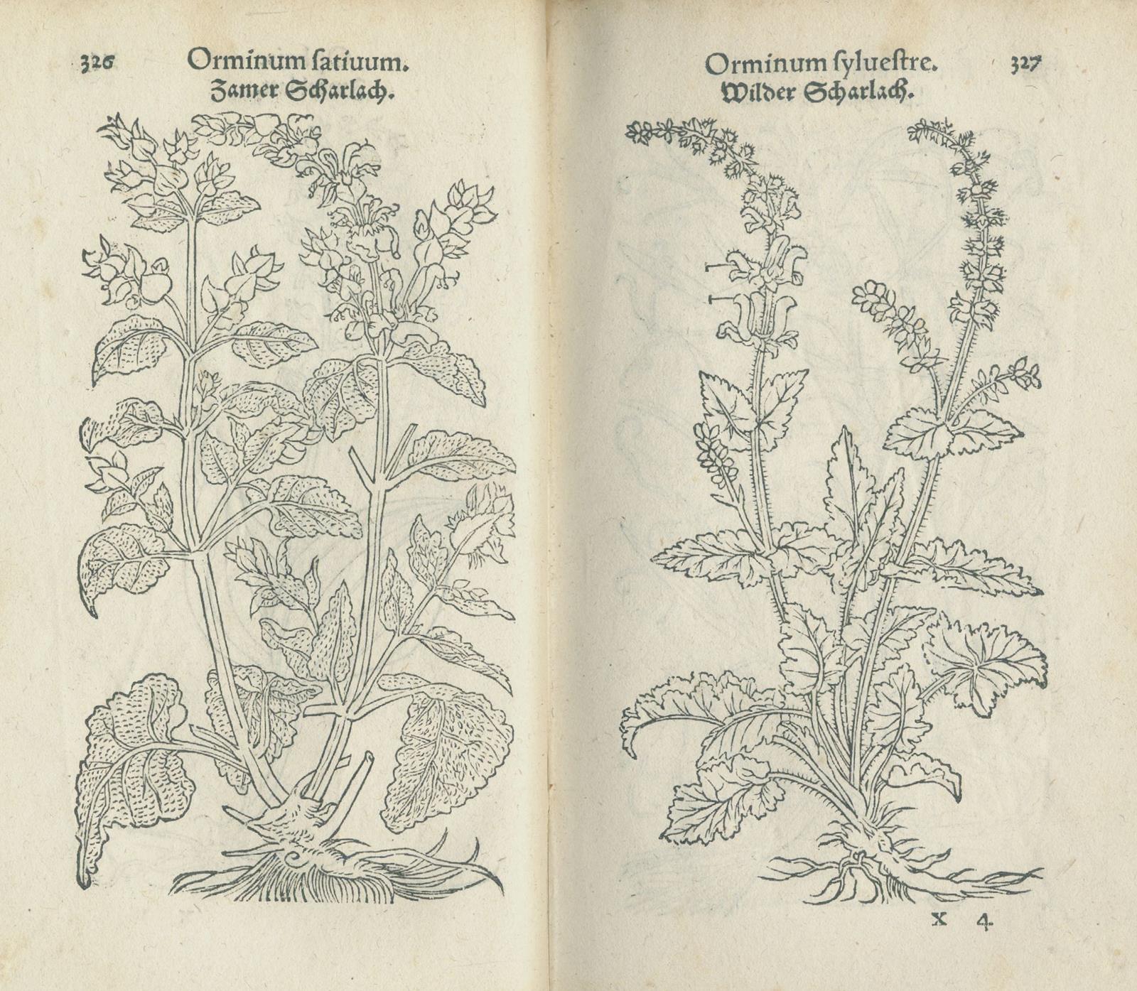 Fuchs,L. | Bild Nr.4